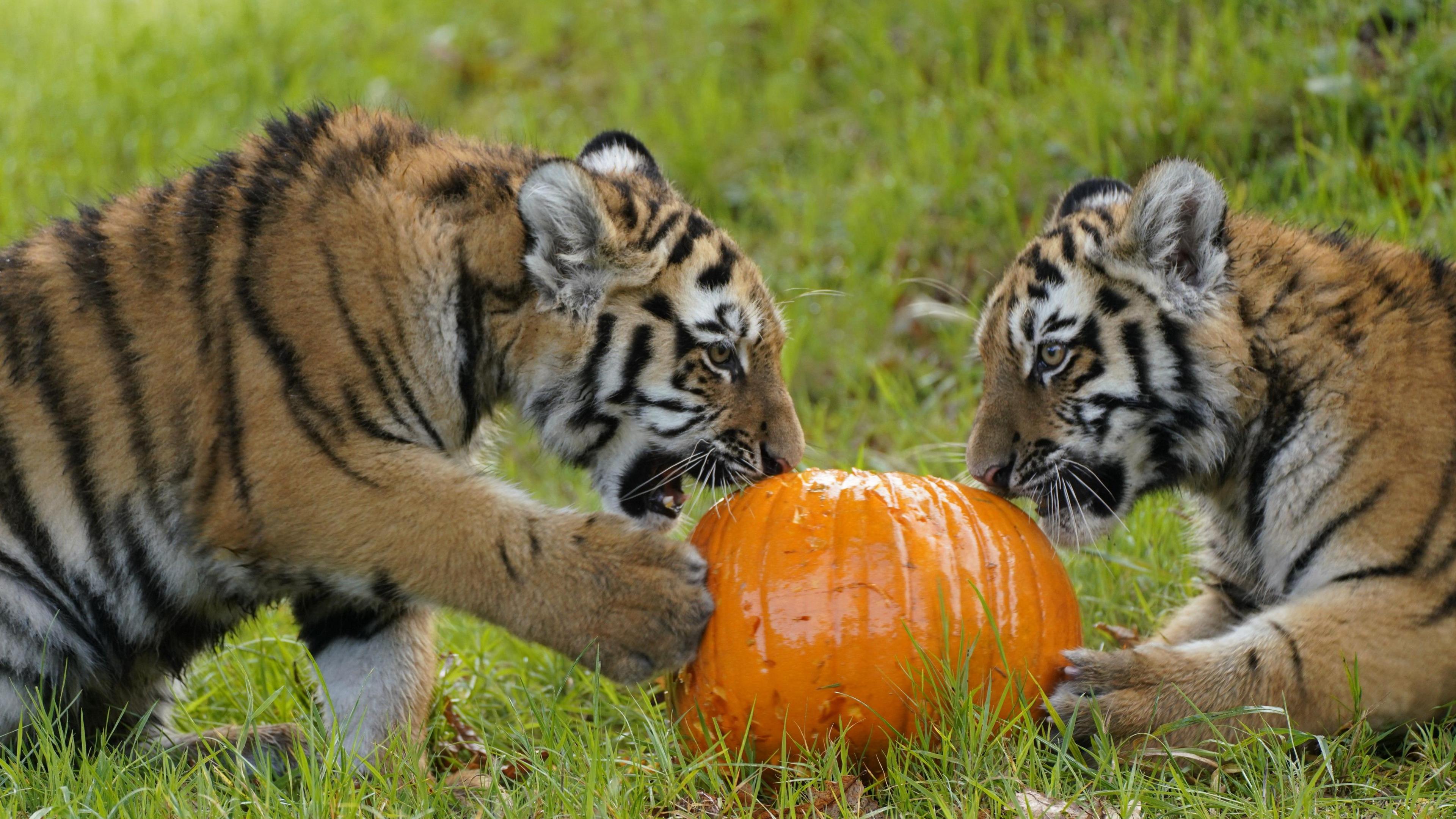 Two tiger cubs from the side with a pumpkin in between them, both trying to bite and play with it