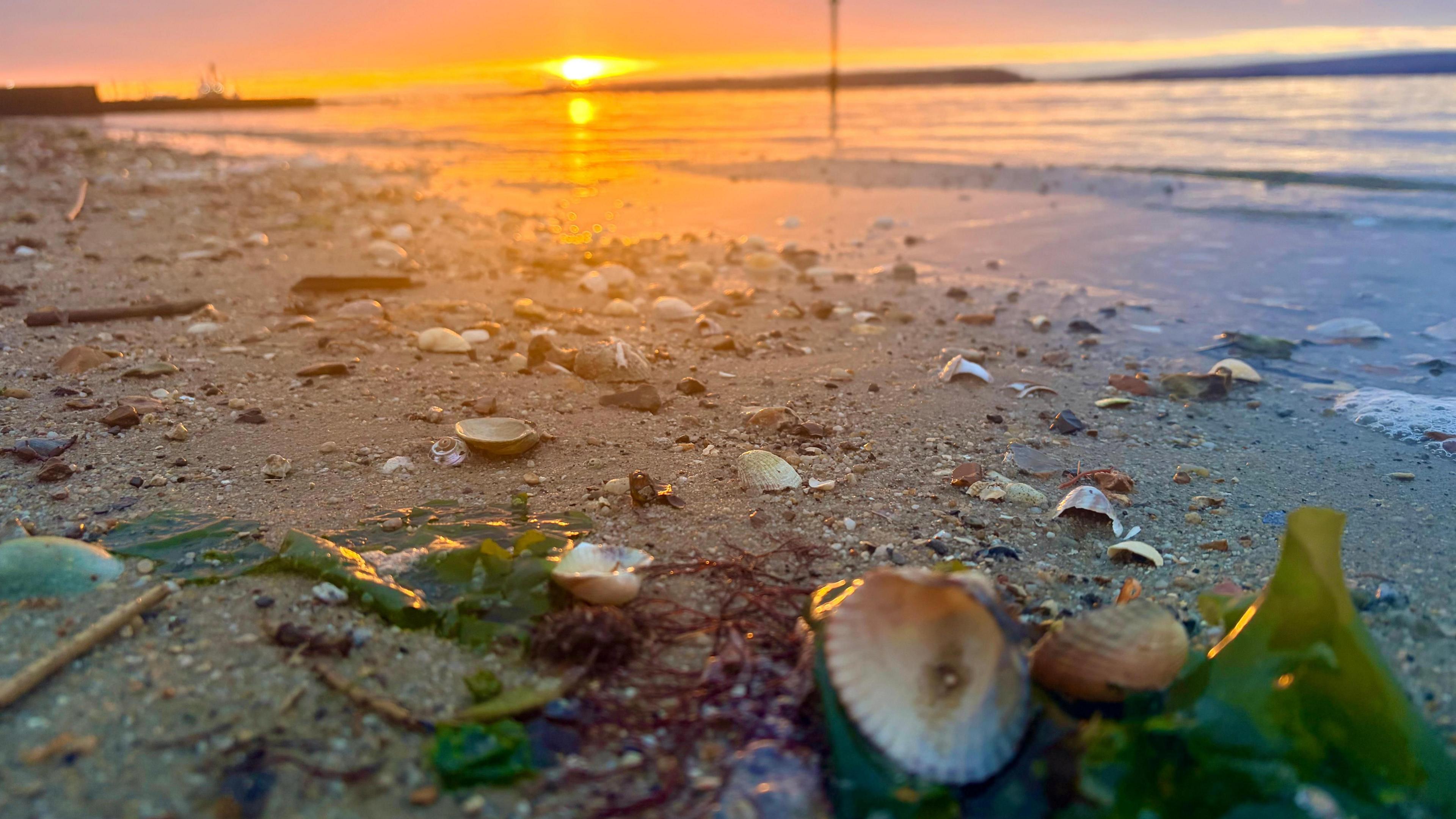 Shells, leaves and other natural debris are scattered across a sandy beach, an orange sun in the background.