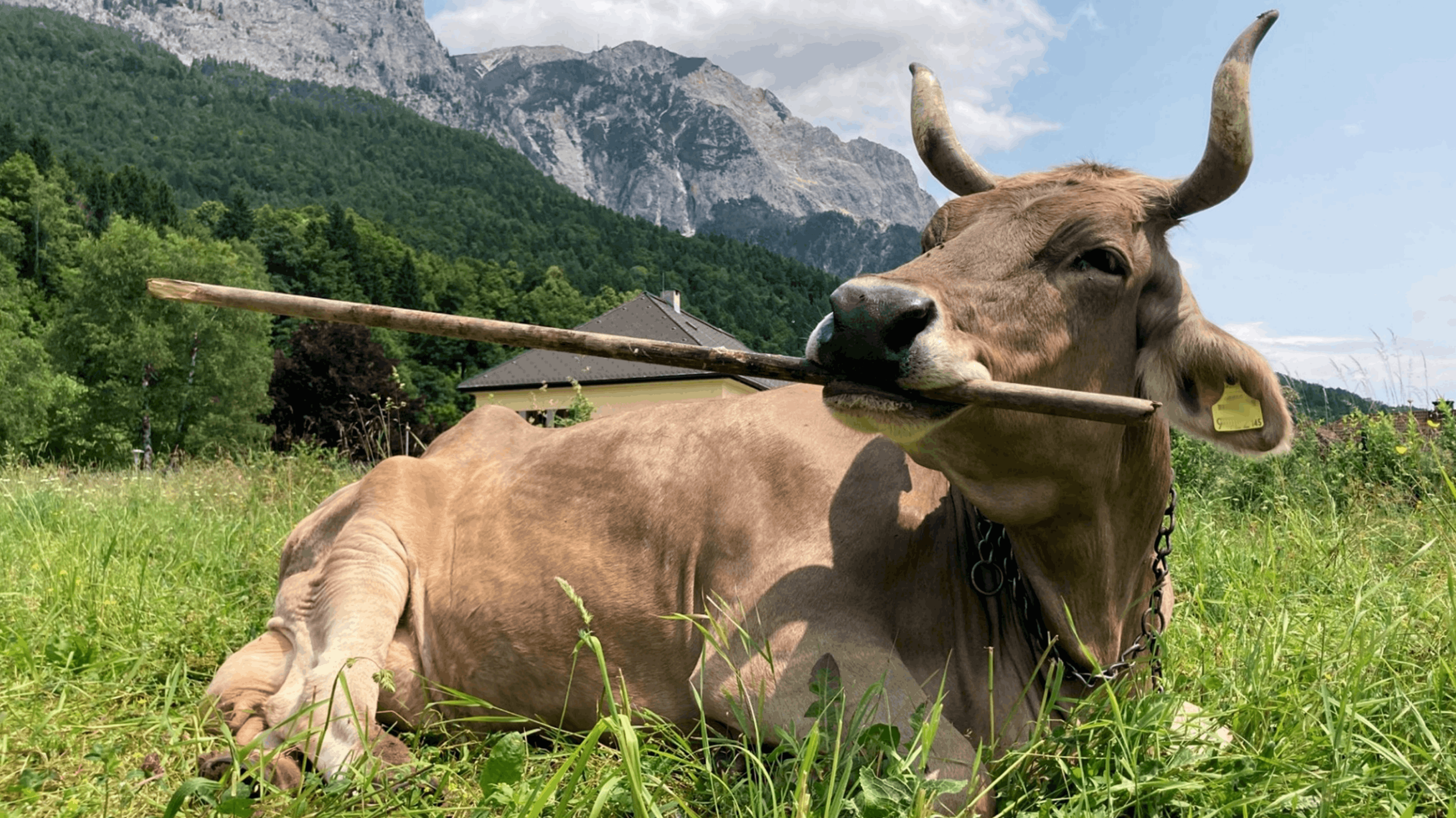 A Swiss Brown cow with long horns lies on the grass with mountains in the background. She is holding a wooden stick in her mouse and looking up from the camera.