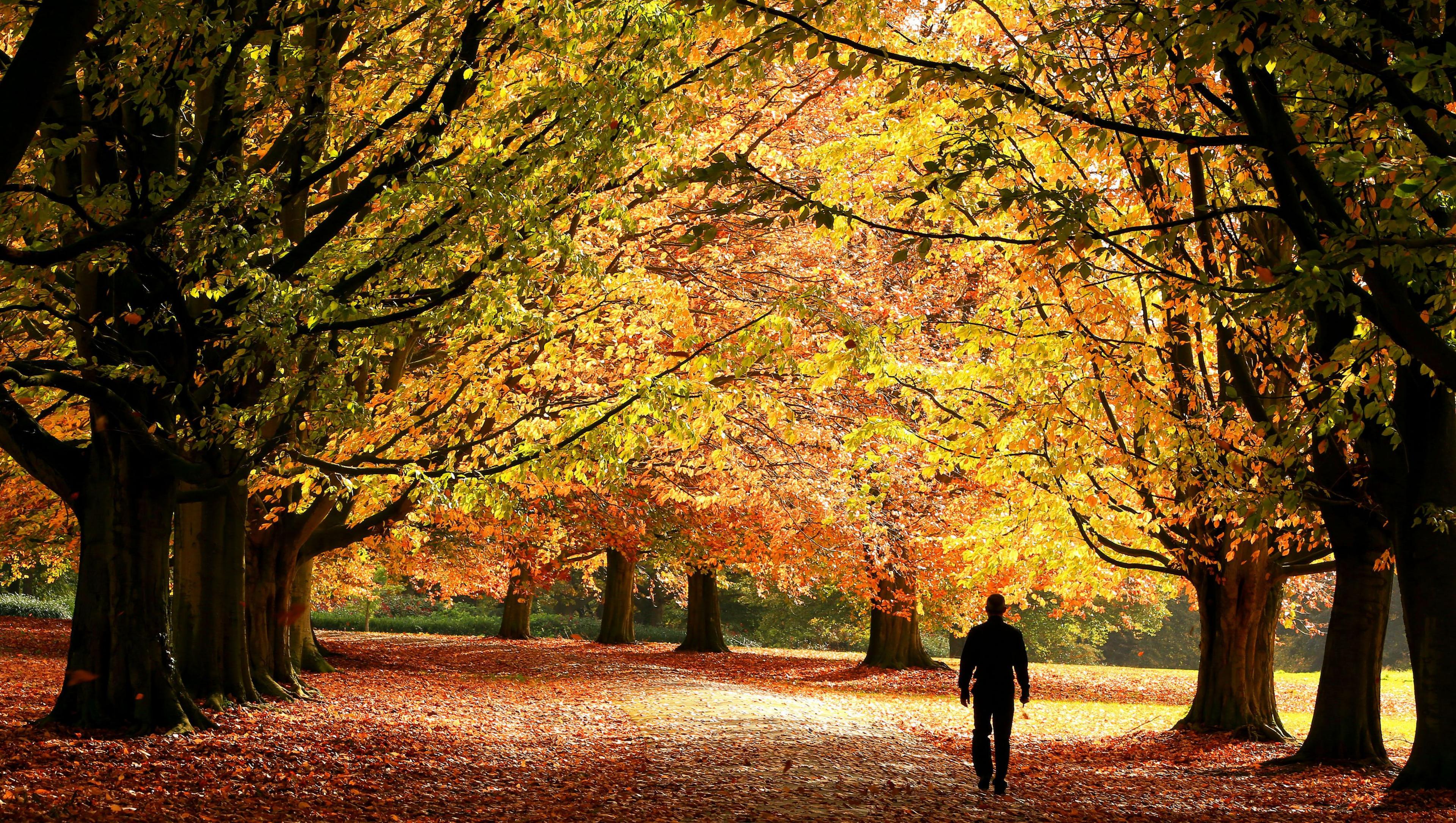 A man walks over a carpet of autumnal leaves covering the ground at Clarkes Gardens in Allerton, Liverpool.