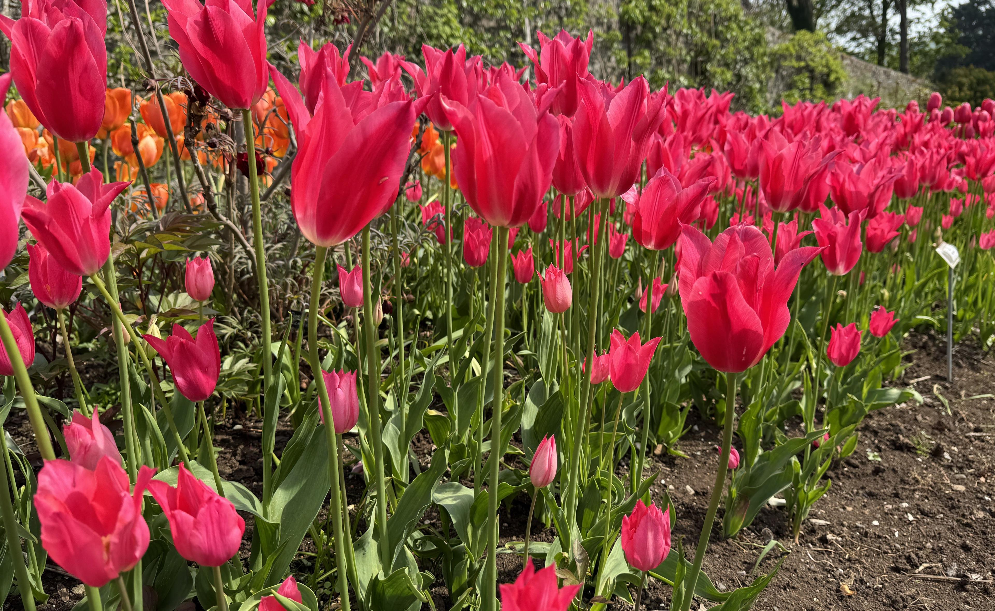 Pink tulips with green stems