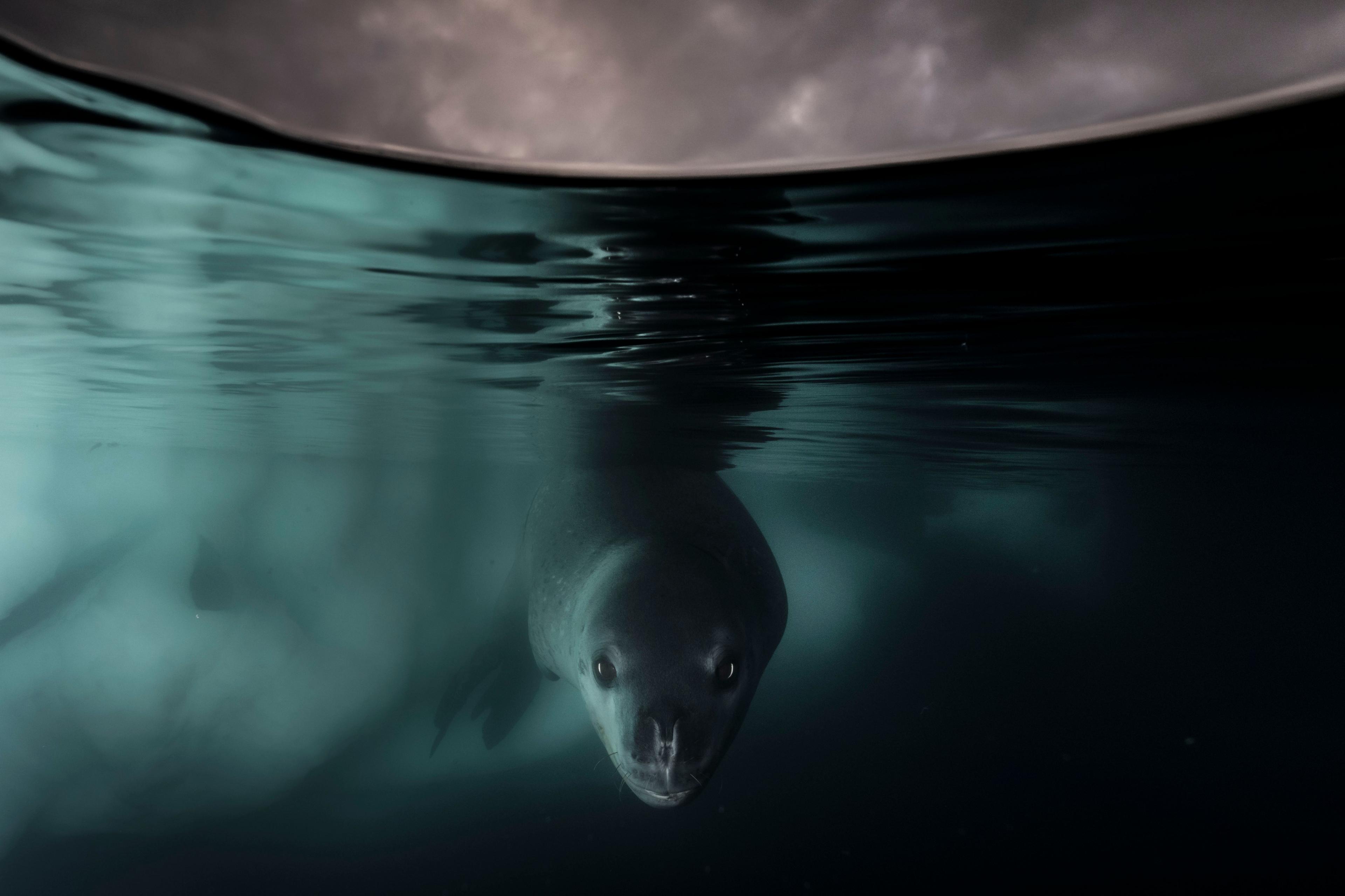 A leopard seal beneath Antarctic ice