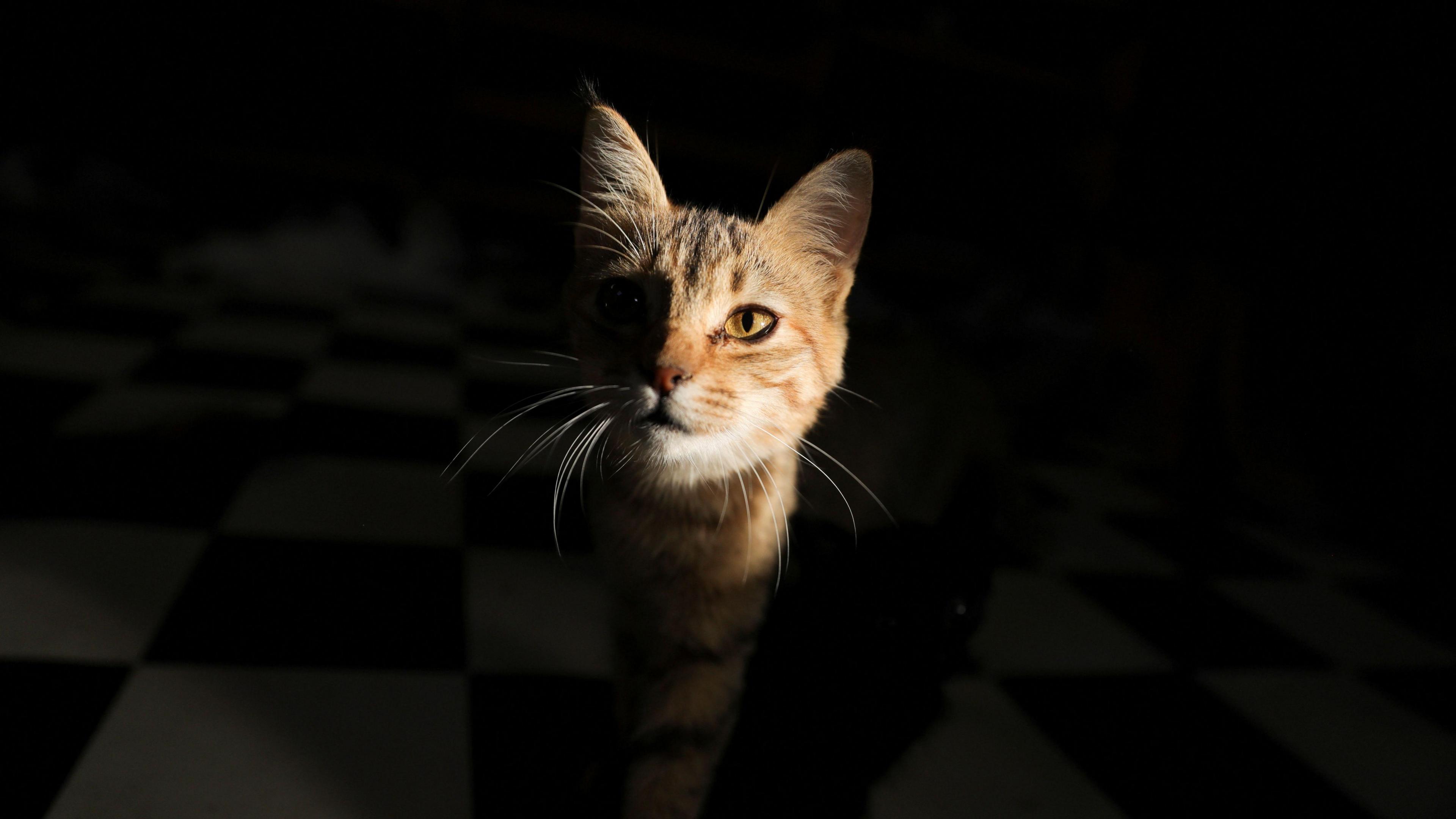 A ginger cat, lit from one side in the dark.