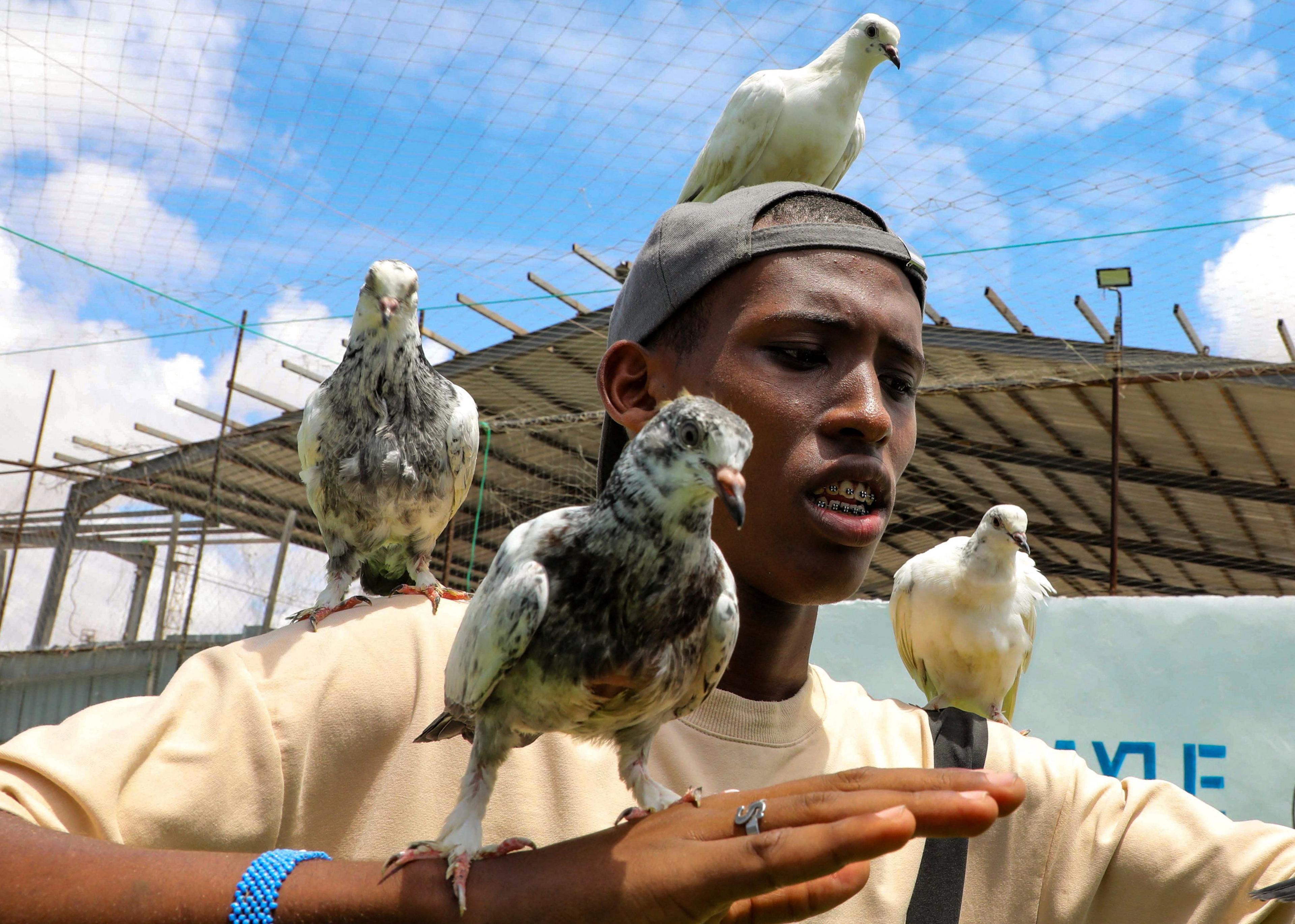 A boy balances four pigeons on his arm and head.
