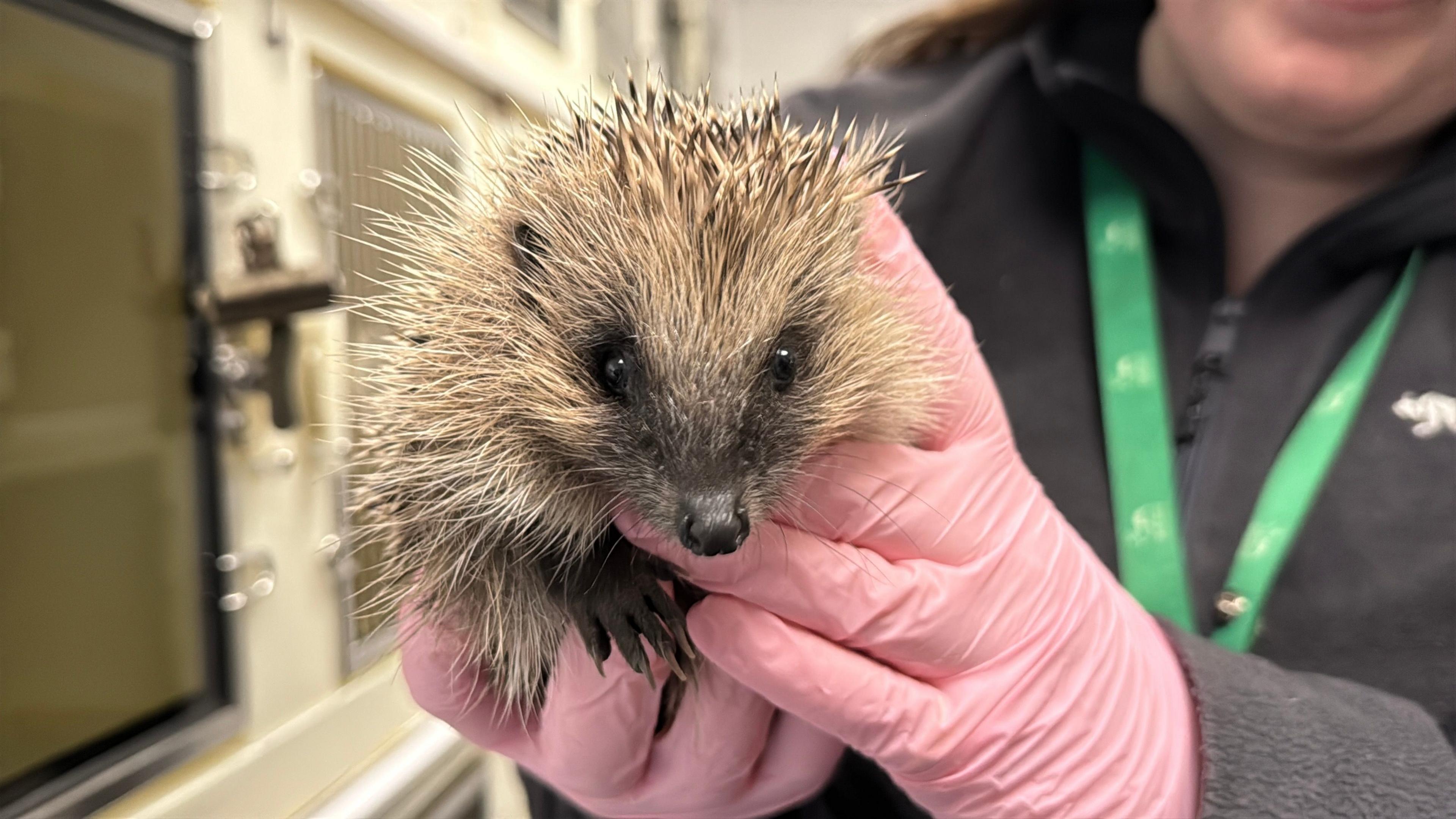 Women in pink gloves holding a prickly hedgehog up to the camera.