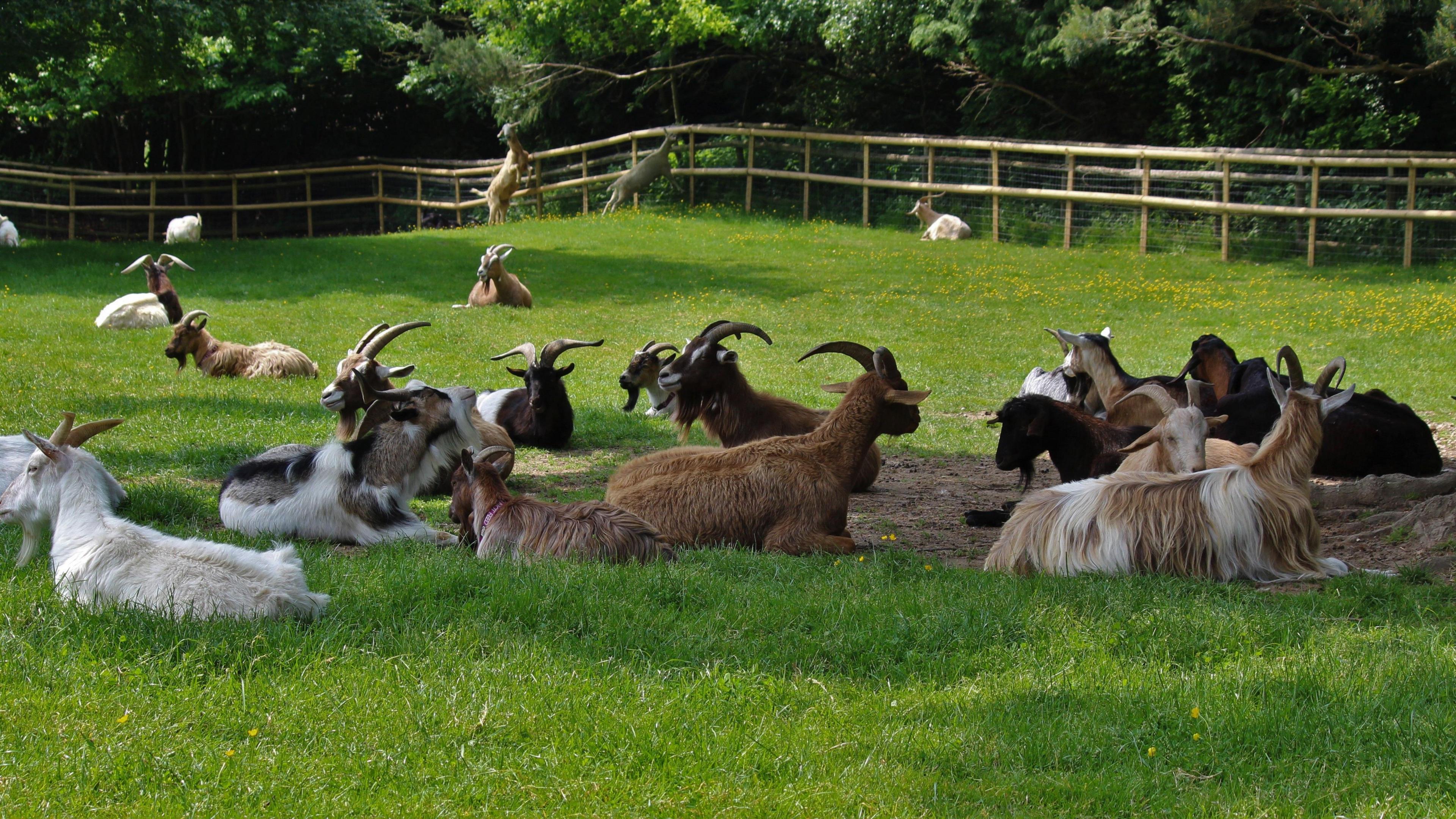 A herd of goats sits calmly in a bright green, grassy field with wooden fencing in the background. 