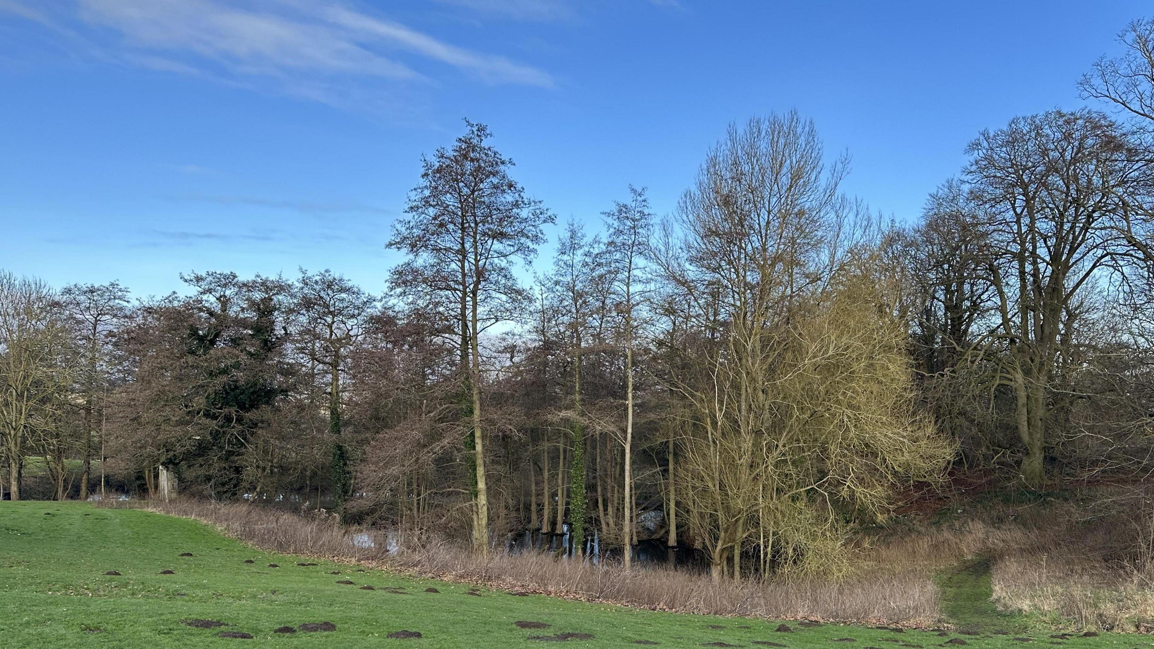 A landscape shot of a country park with lots of bare trees, bushes and grass. 