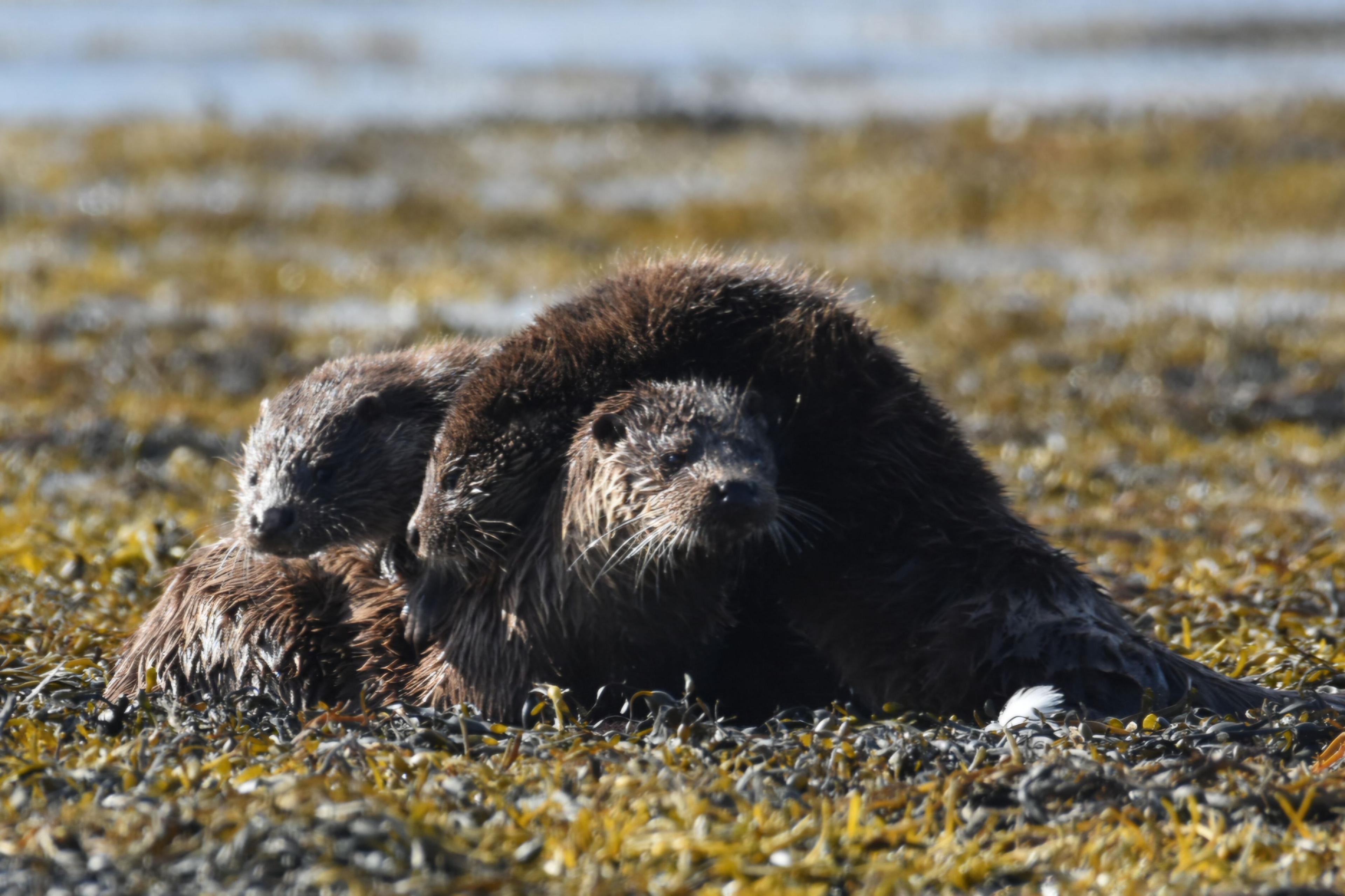 Three otters cuddled up together