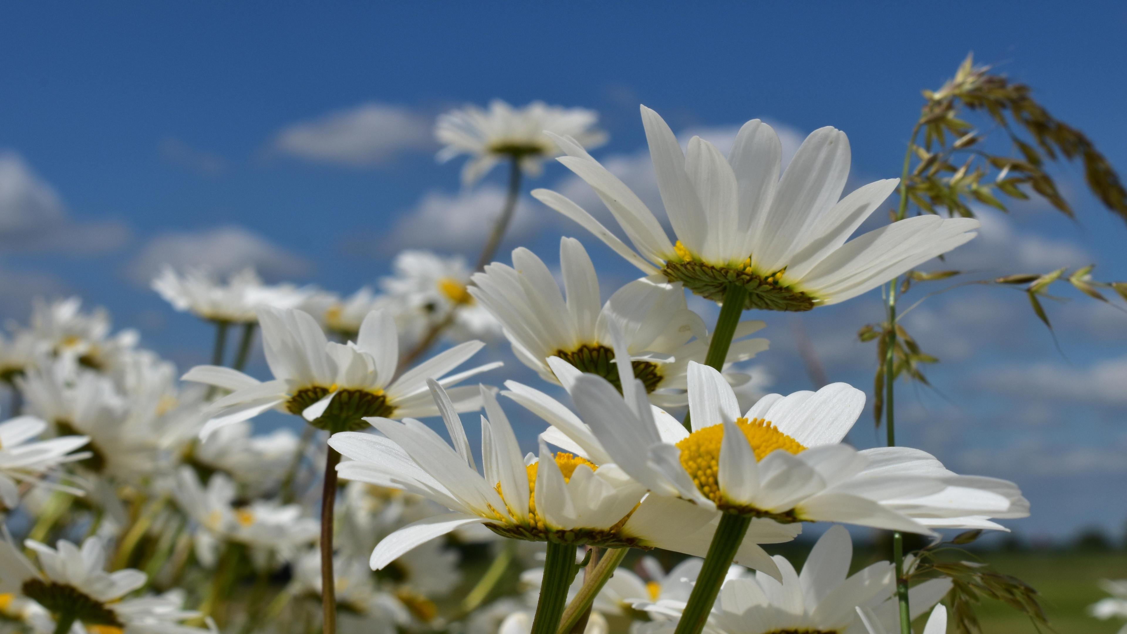 Close-up of daisies in a field, taken by 鶹Լ Weather Watcher Brambles Rambles