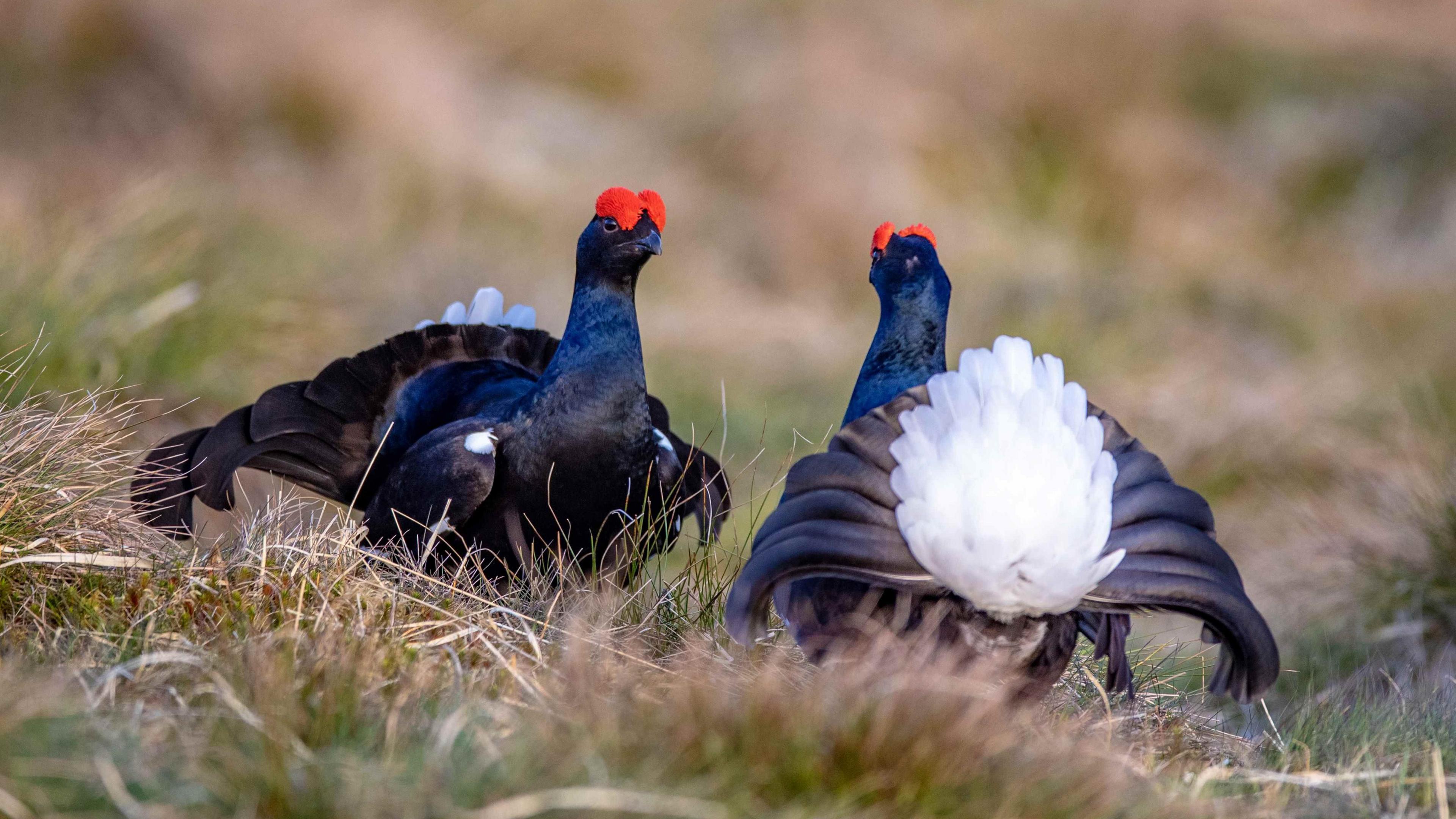 Two black birds with red heads face off against each other