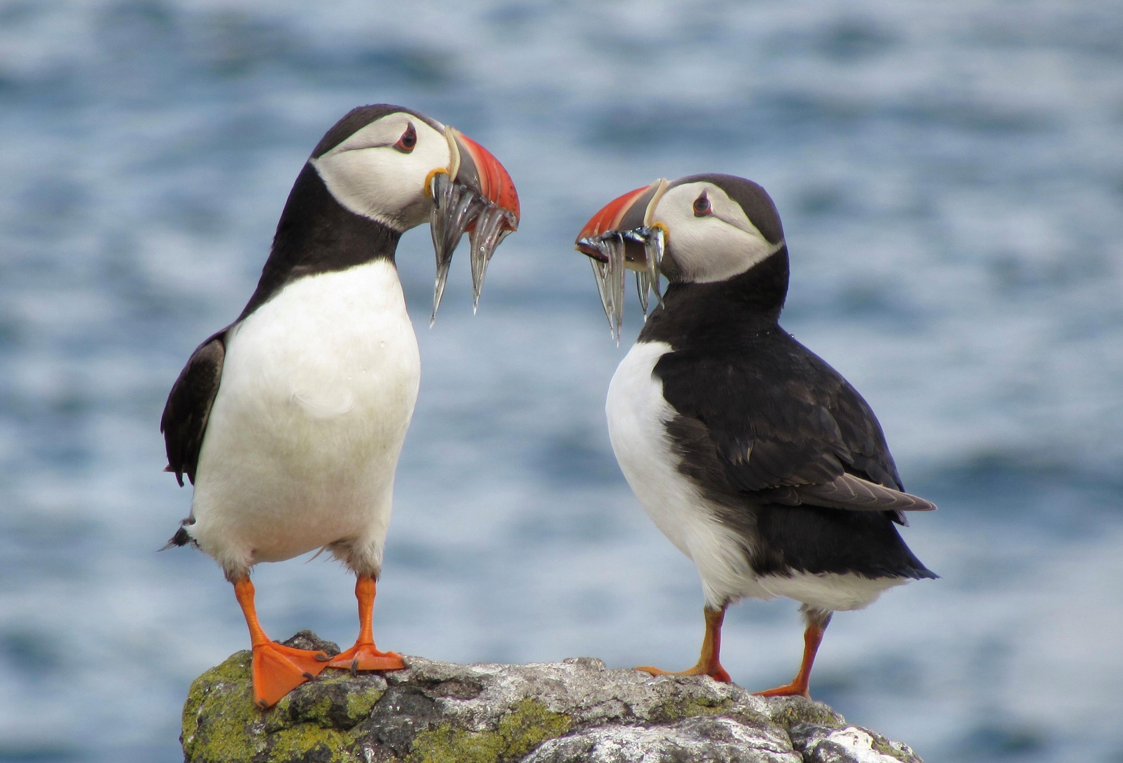 Puffins with beaks full of food