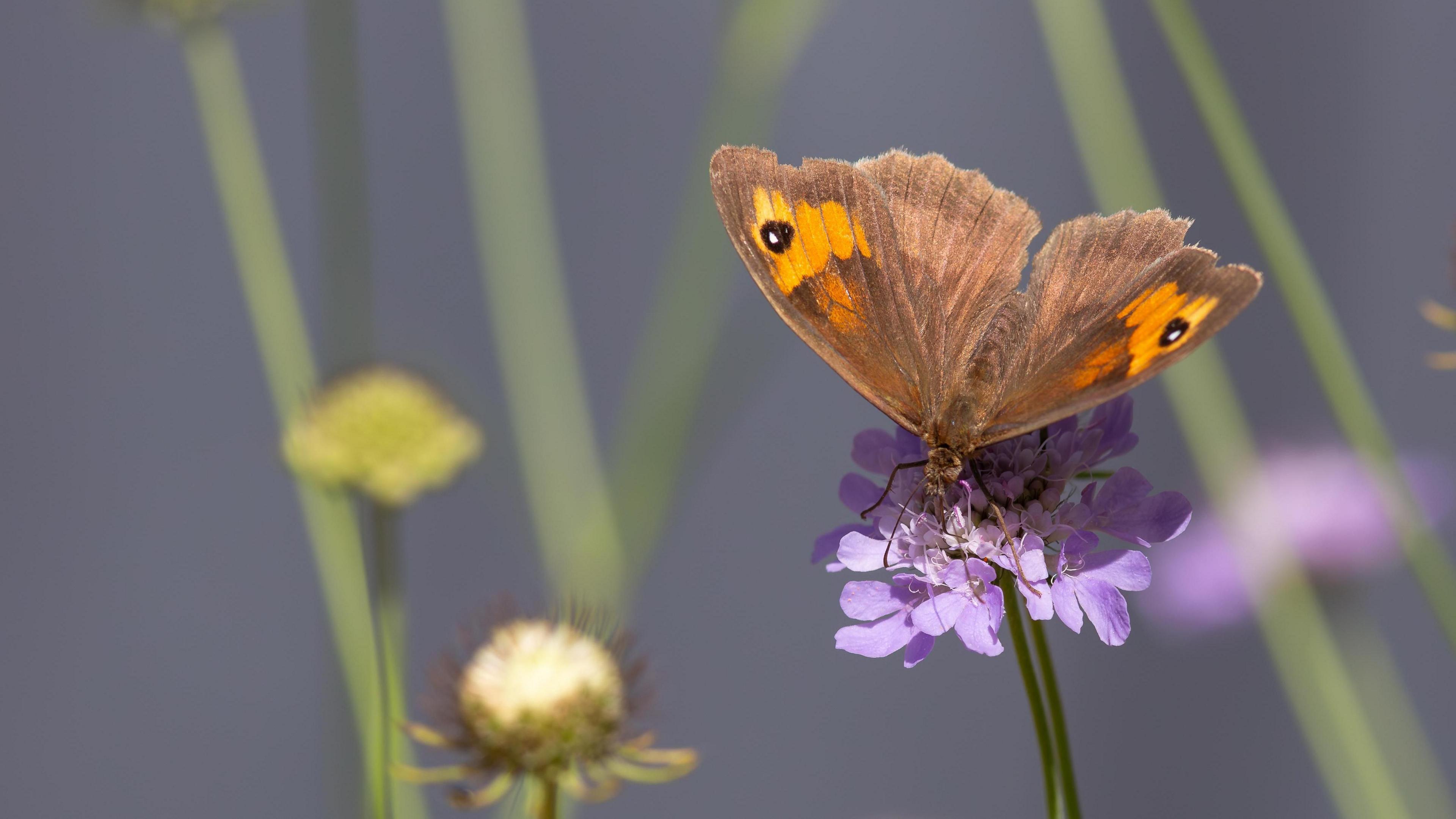 A meadow brown butterfly crawling over a purple flowering plant in a zoomed in photo.