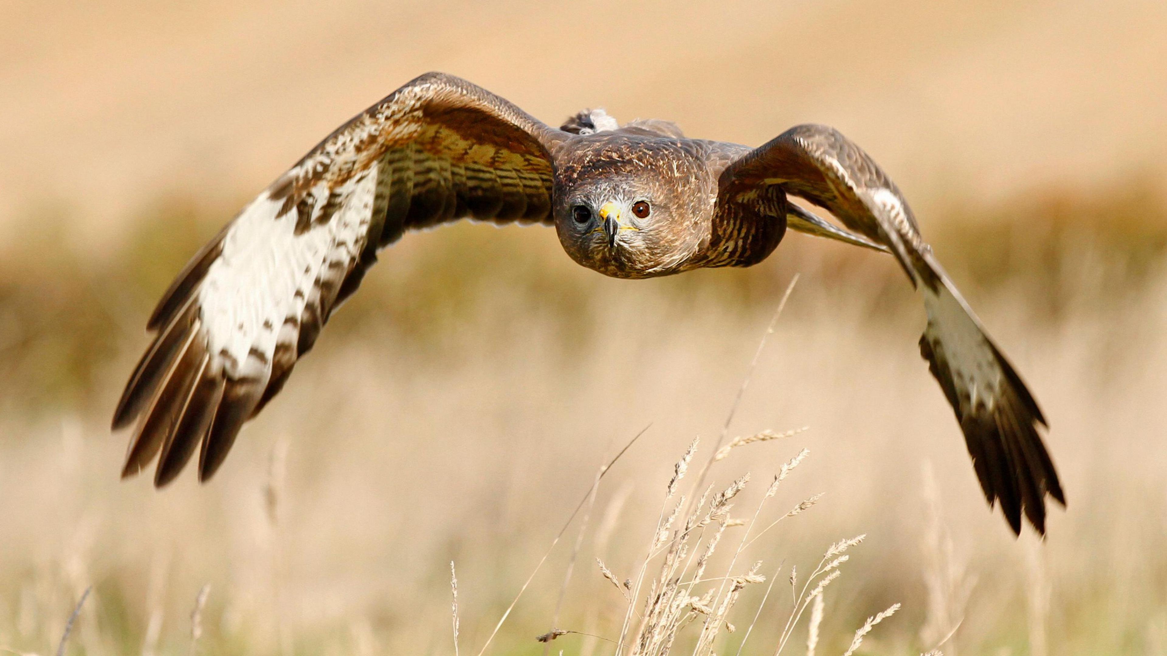 Buzzard flying above wheat field. It is mainly brown with large wings and a yellow beak.