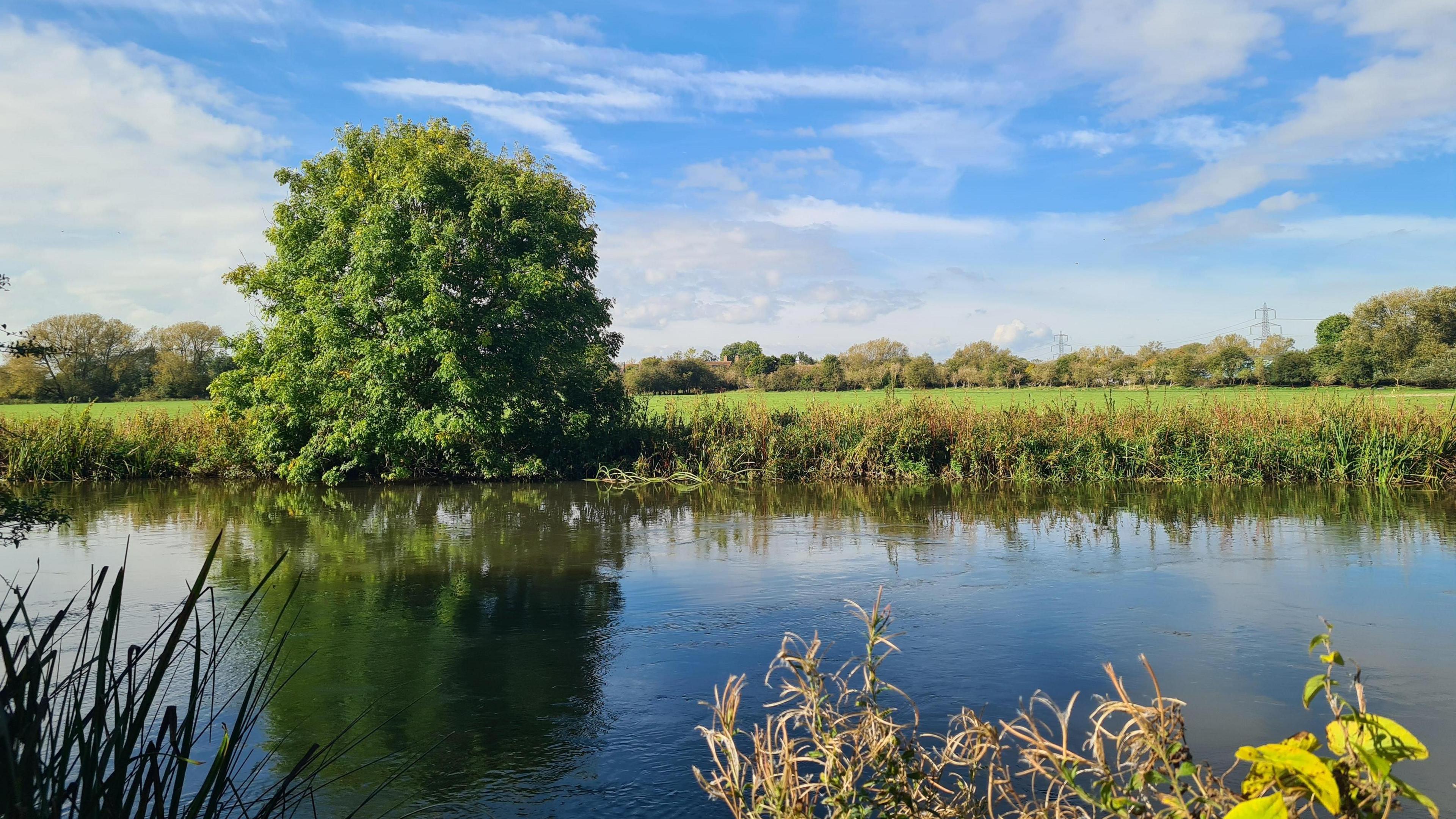 A river scene on a sunny day. The river takes up about half of the bottom of the image with reeds, a tree and grass on the bank. A tree line can be seen in the distance under a blue, clear sky