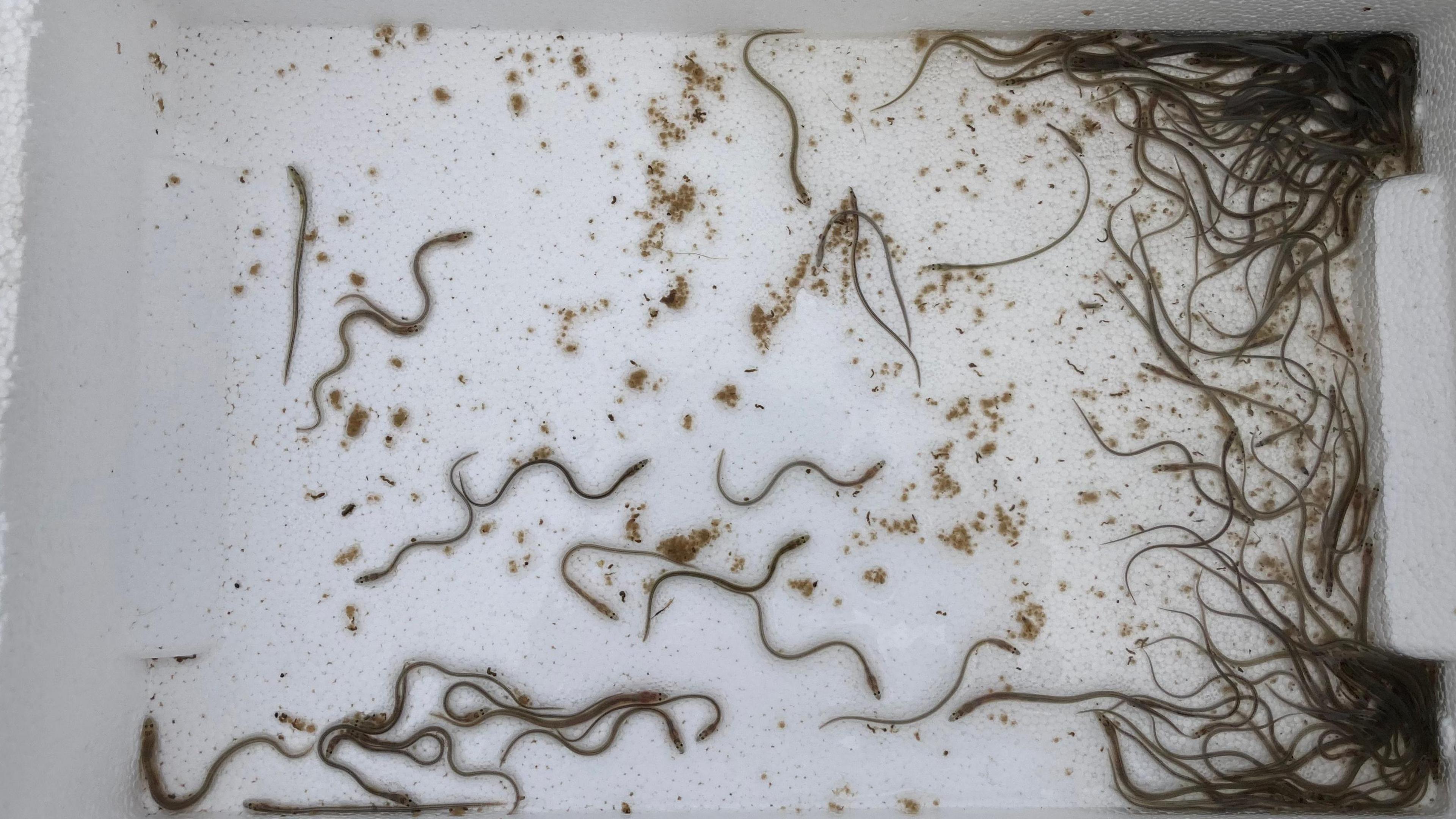 The picture shows a large number of elvers swimming in a container box