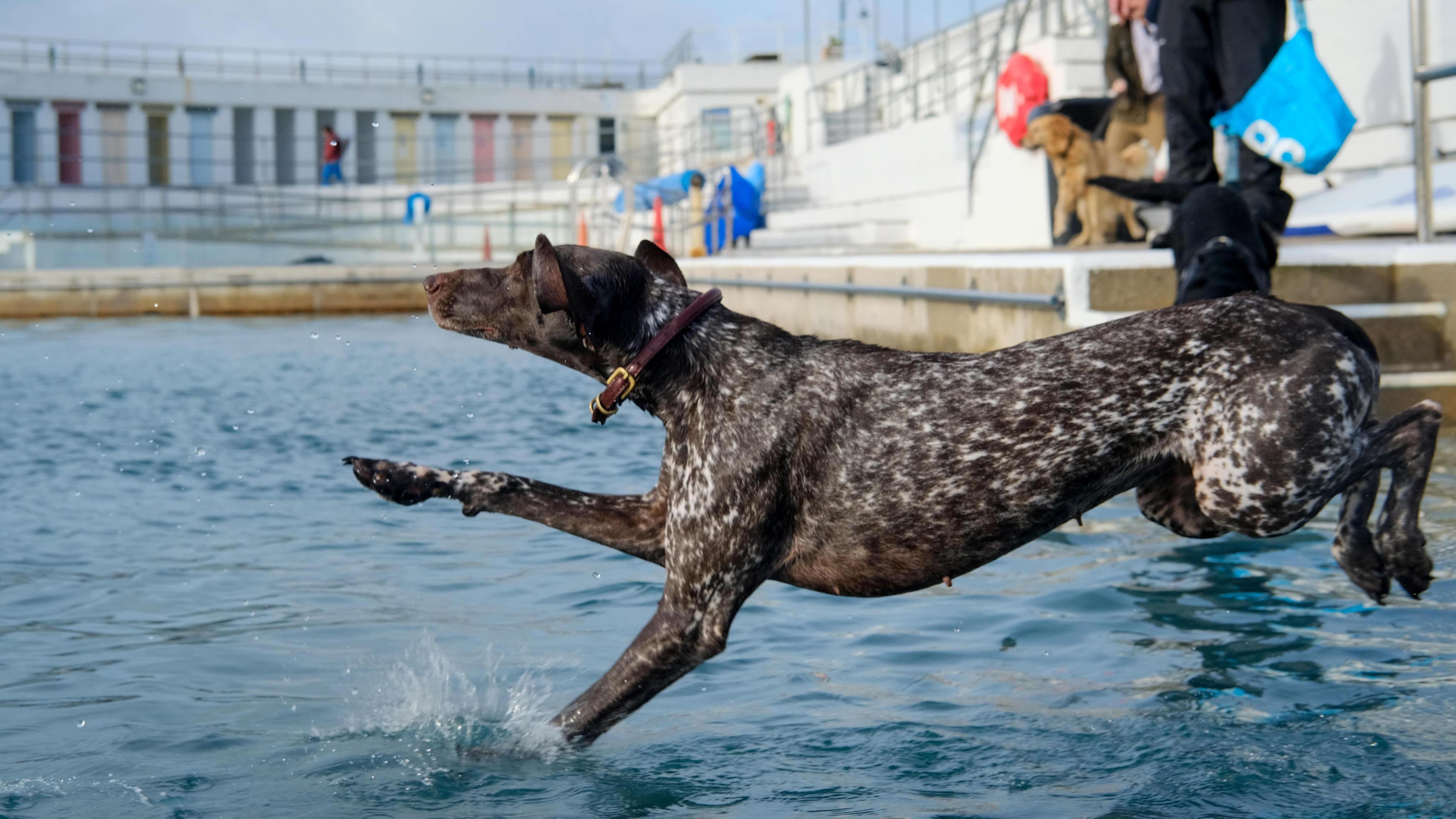 A brown dog jumping into an outdoor swimming pool