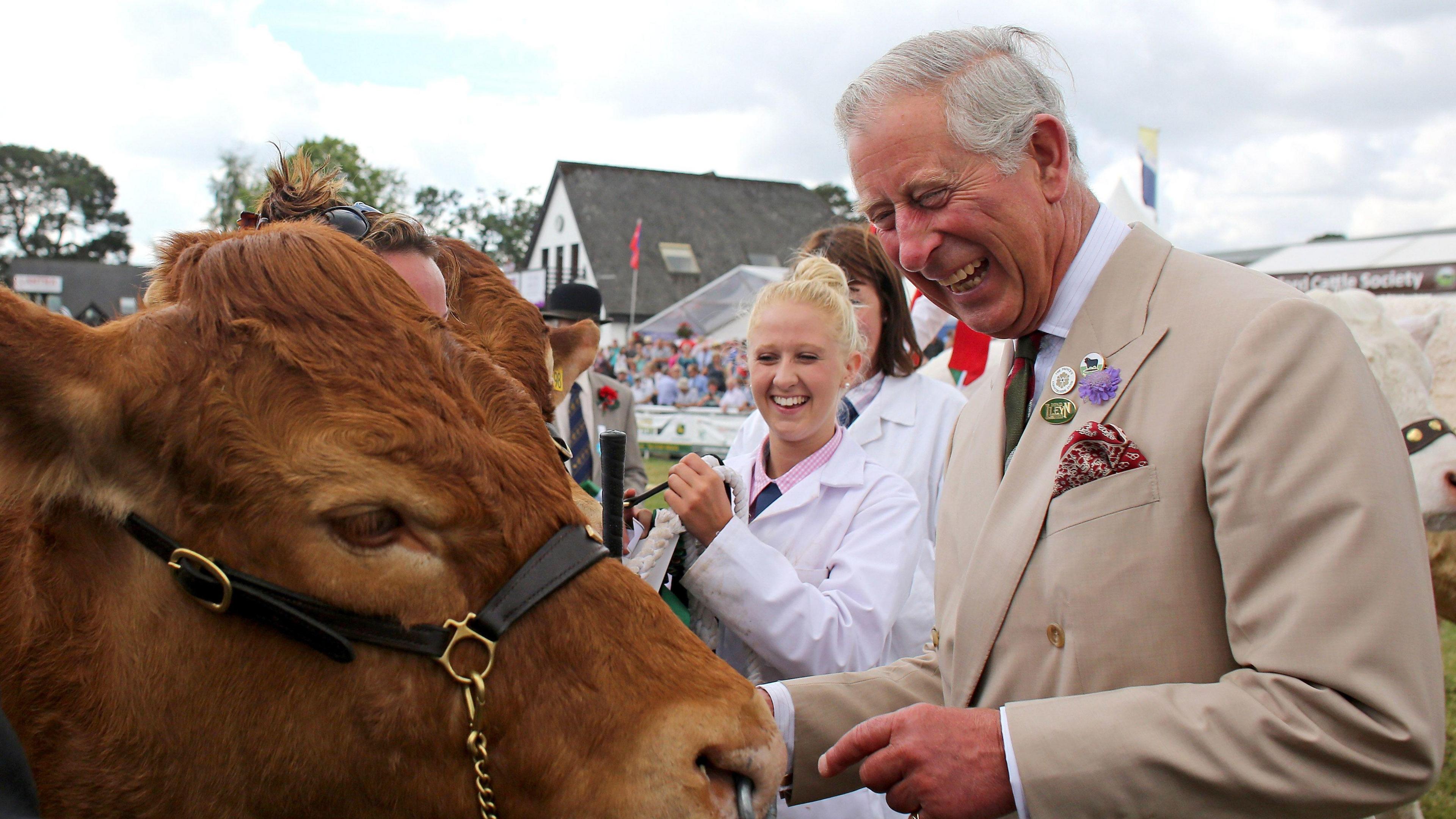 The then Prince Charles at the Royal Welsh Show laughing at a cow