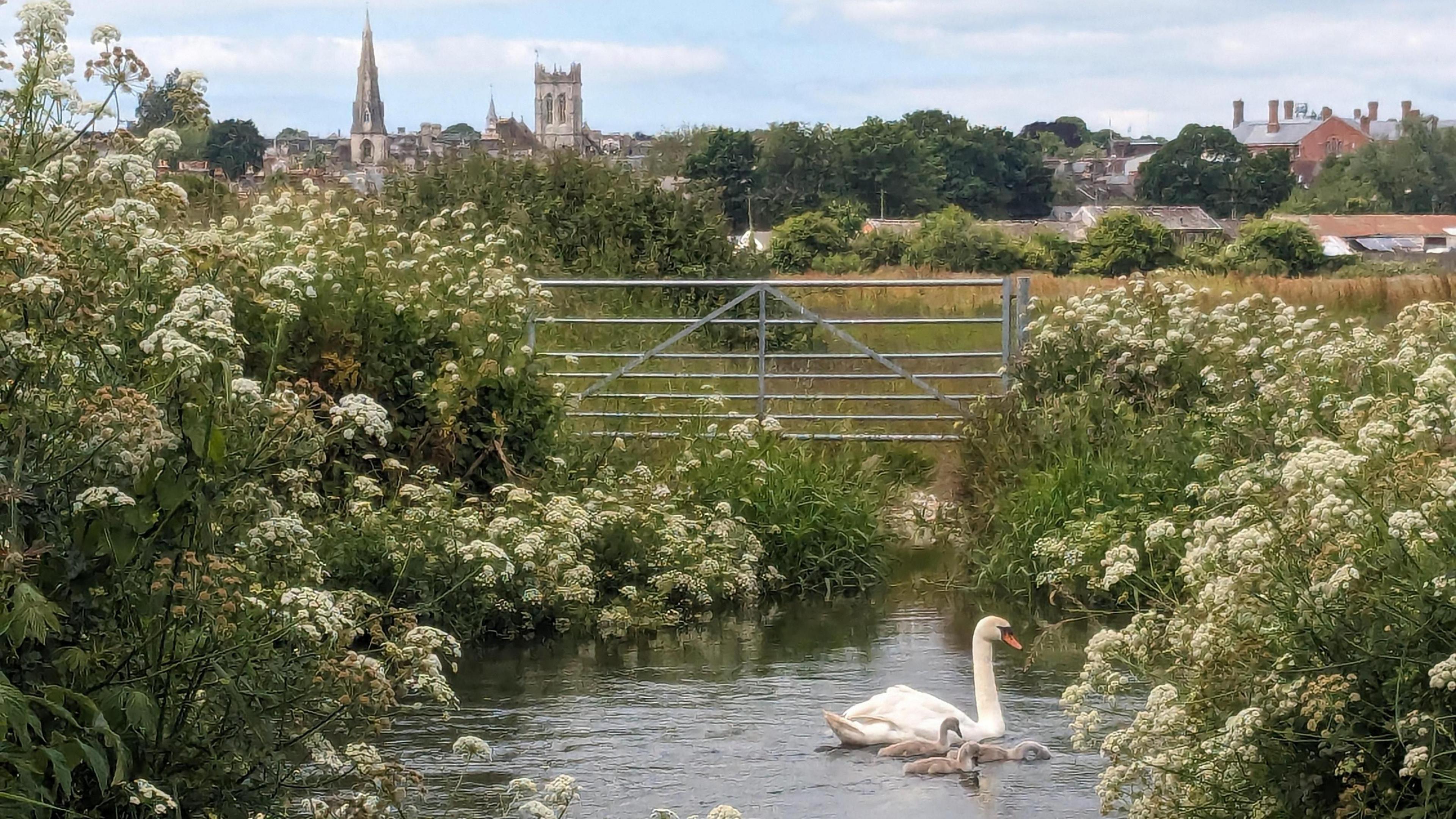 MONDAY - Swans and cygnets swimming near a metal gate surrounded by white flowers with Dorchester's skyline in the distance