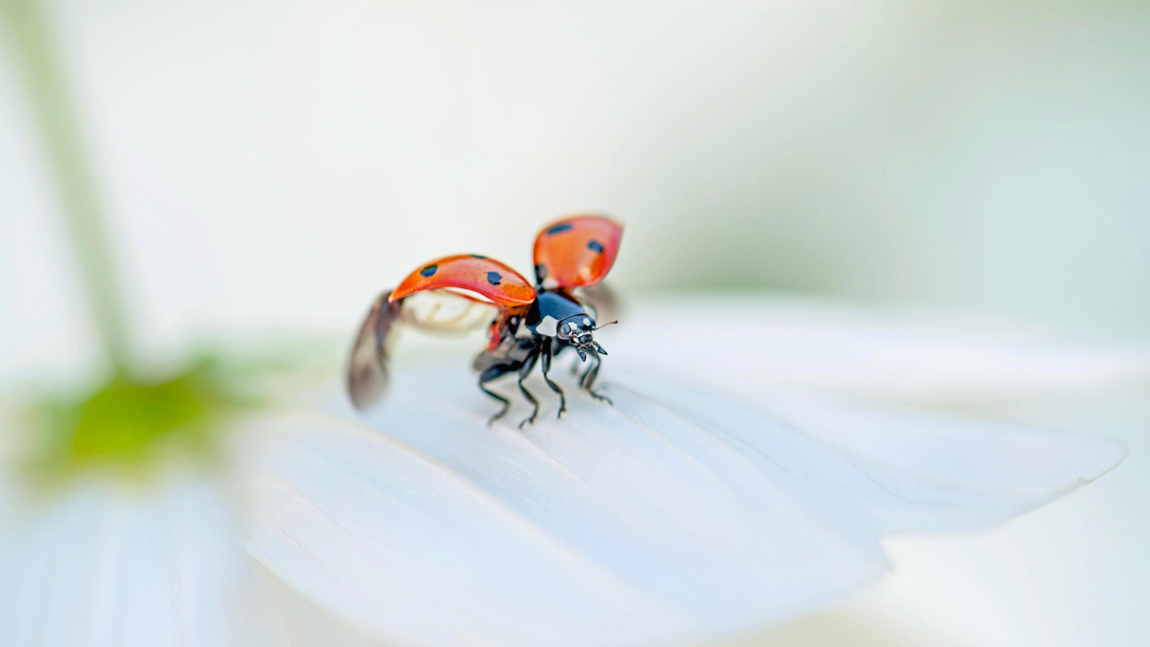 A ladybird about to take flight