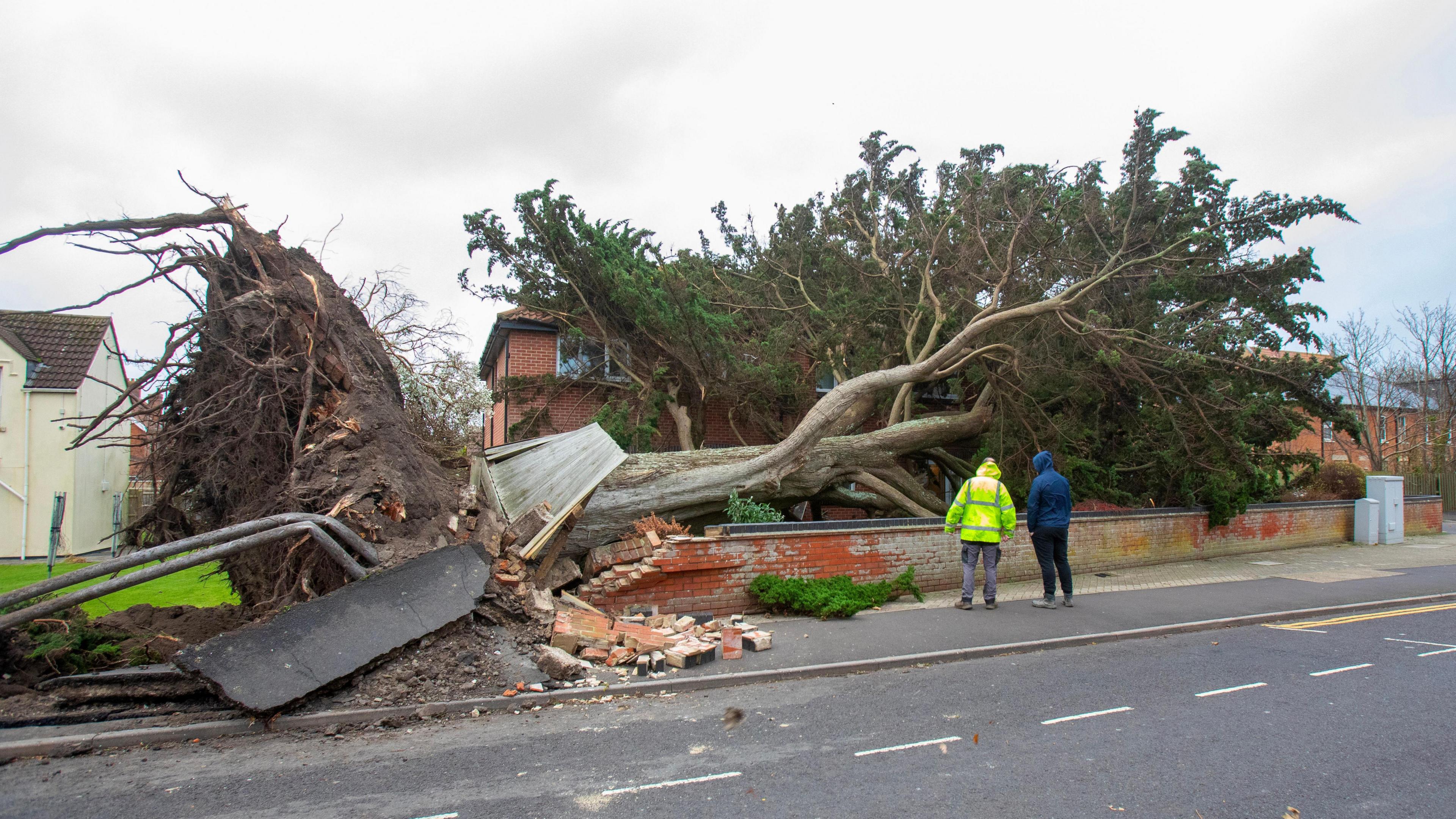 Two people stand beside fallen tree on house