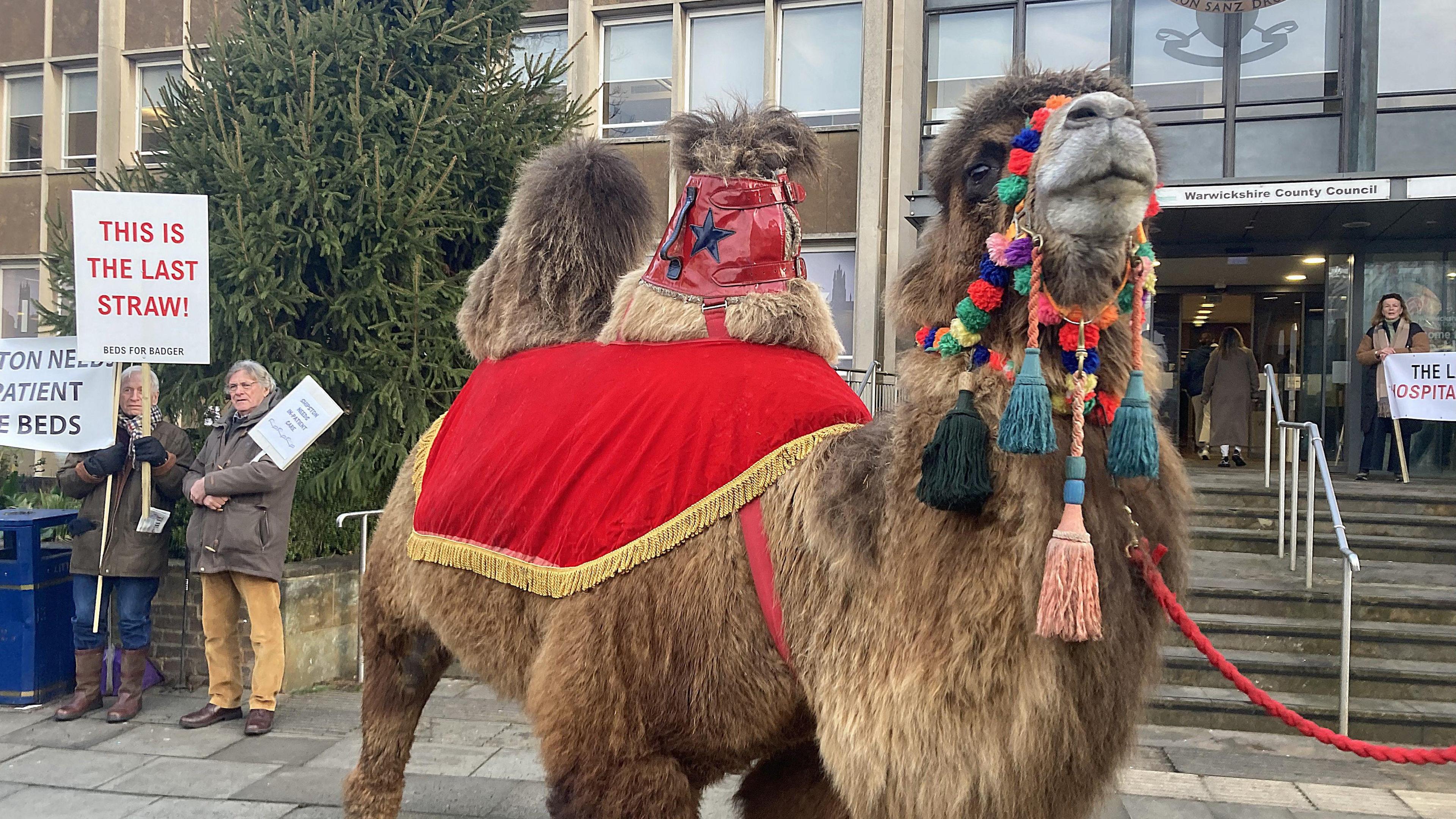 A camel, with a red saddle on his back and colourful tack stood next to people with placards outside of a council building