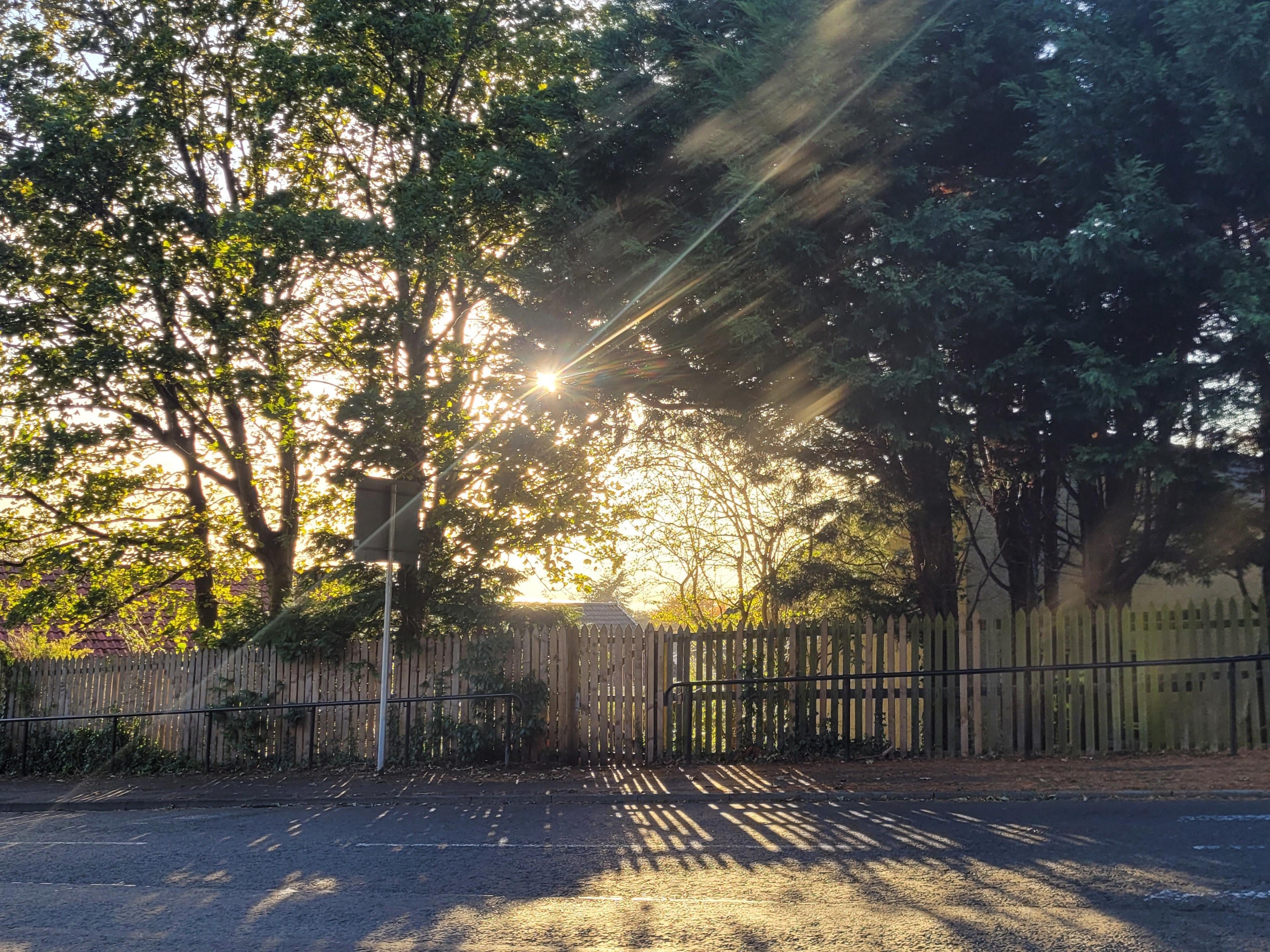 The sun shines through a gap in trees. The tall trees are large enough to mostly cover the sky.