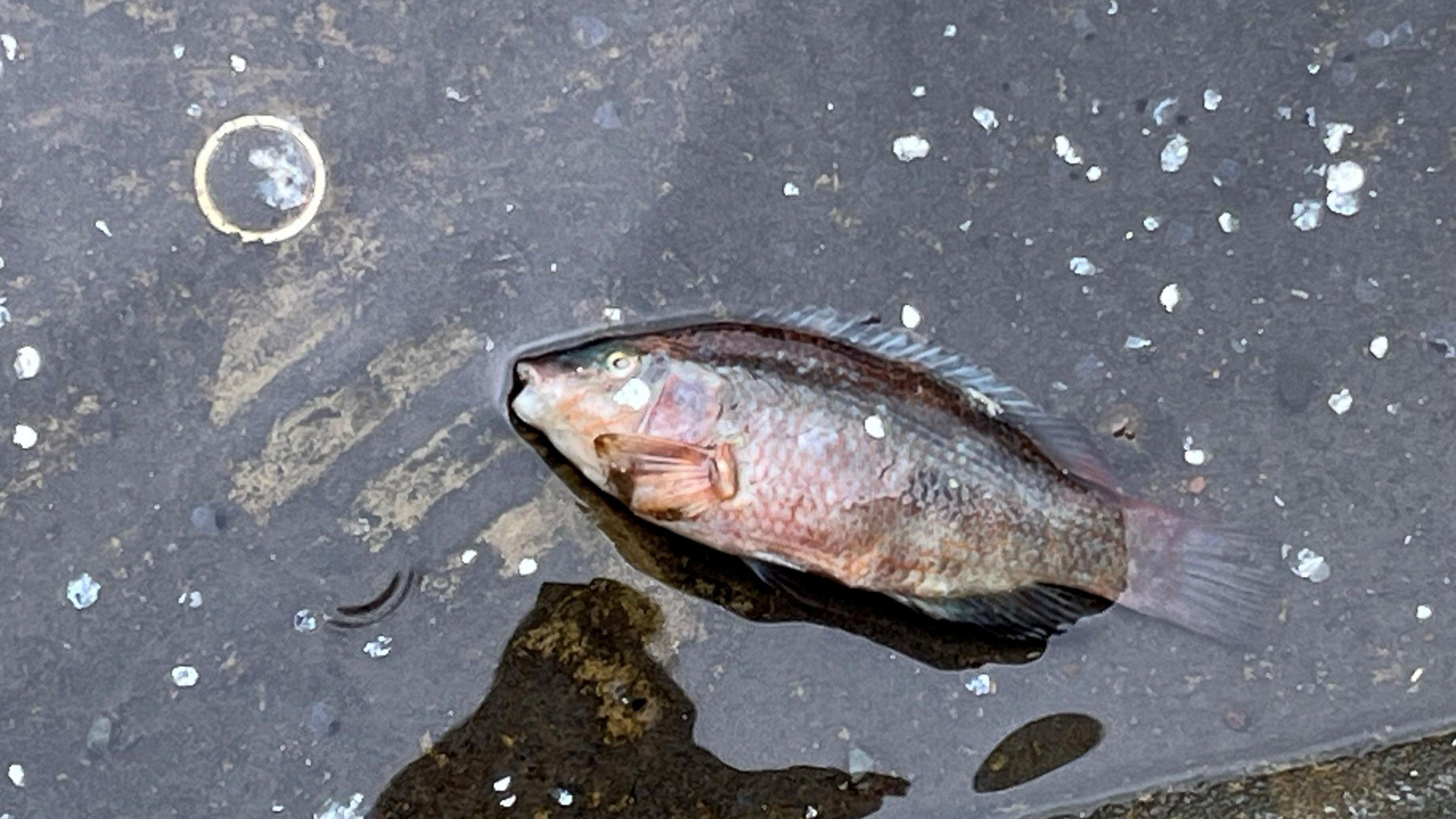 Dead fish in the water