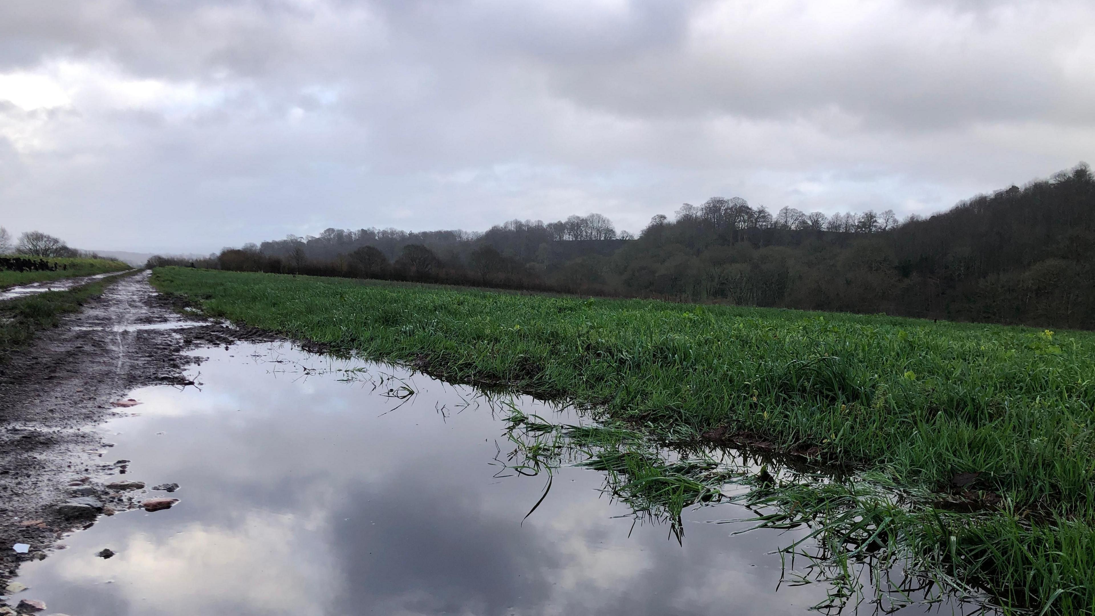 picture of a flooded path through a green field with overcast skies overhead