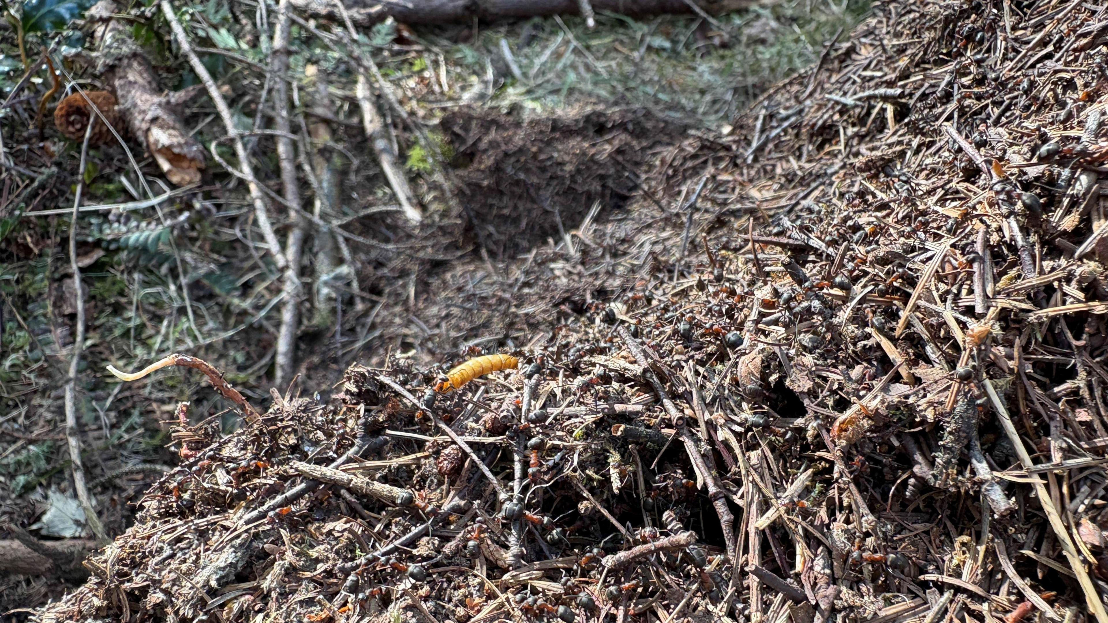 A close-up image of a hairy wood ant's nest. It appears to be a mount of dried sticks and leaves with some ants crawling on it.