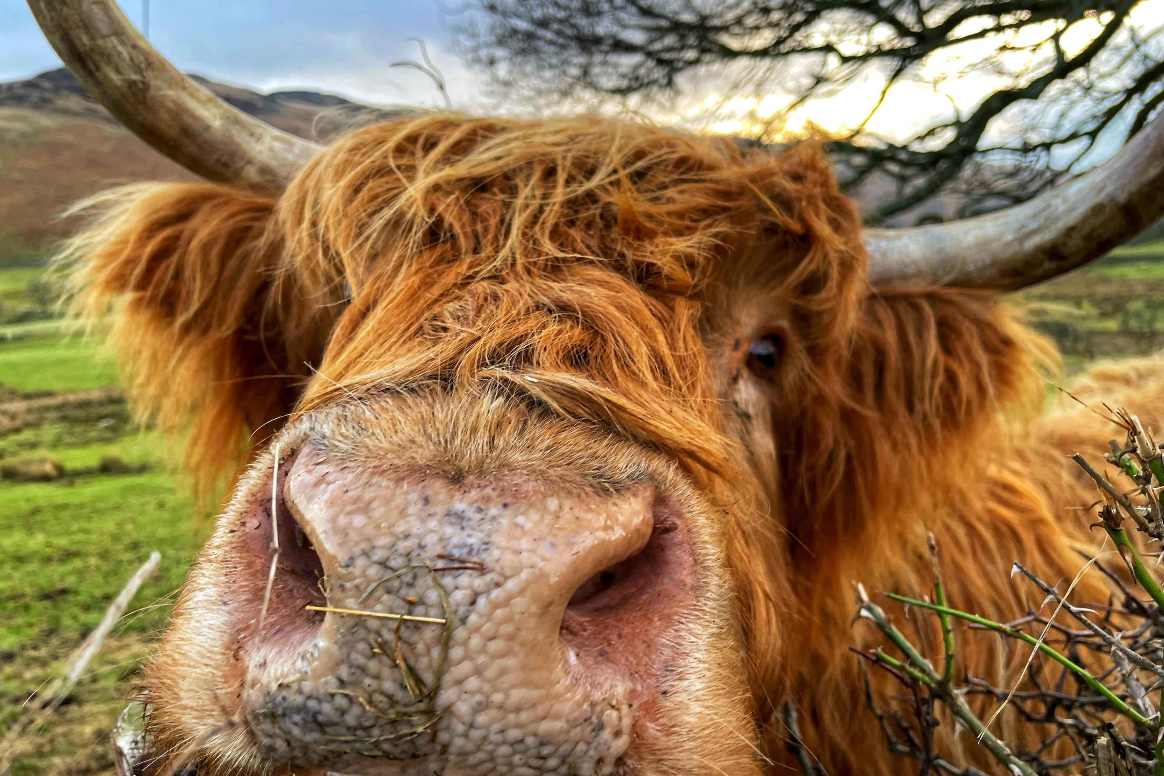 A brown fur highland cow appears to be sniffing at the camera.