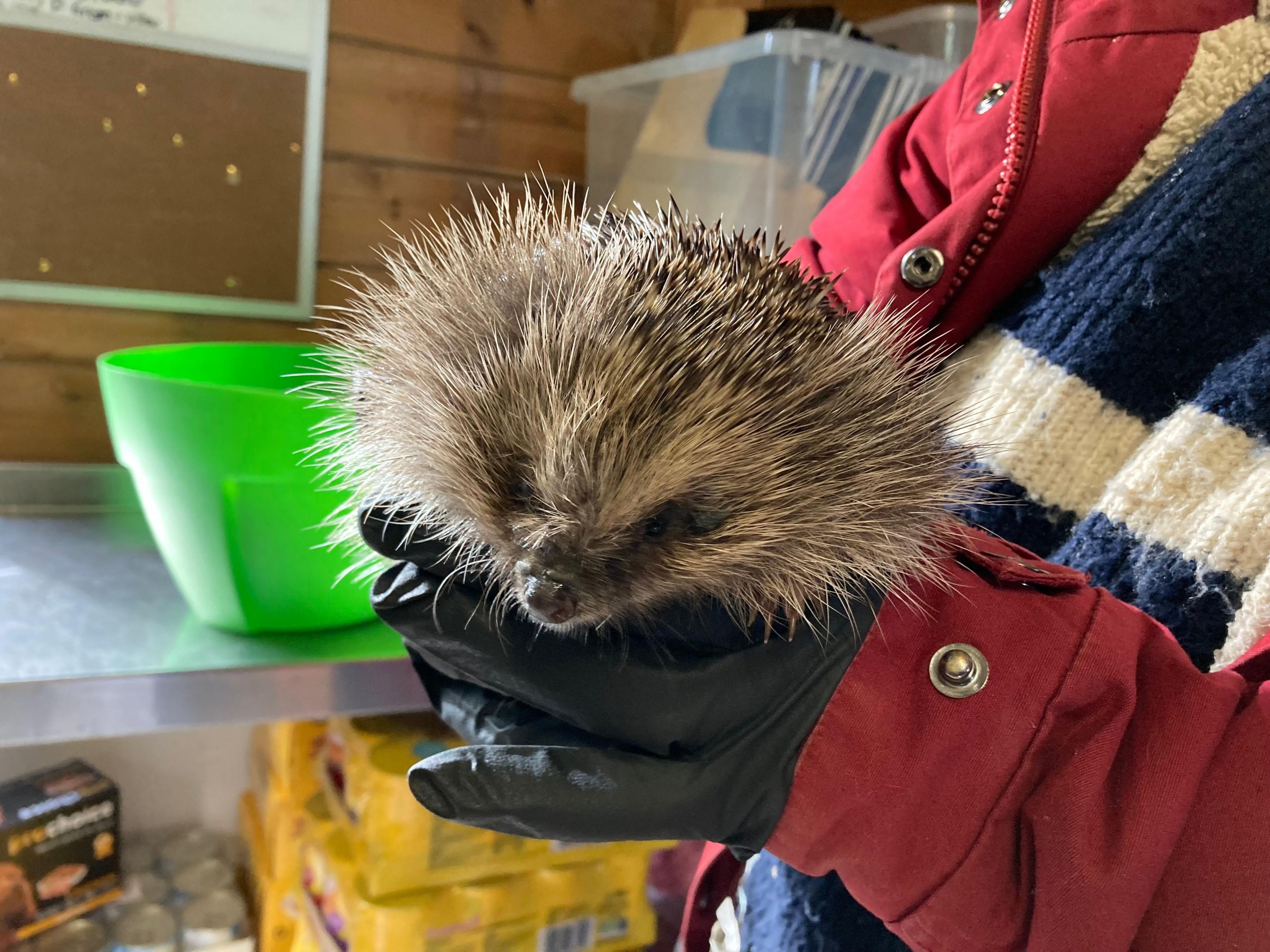 A hedgehog is being handled by someone wearing black gloves and a red coat