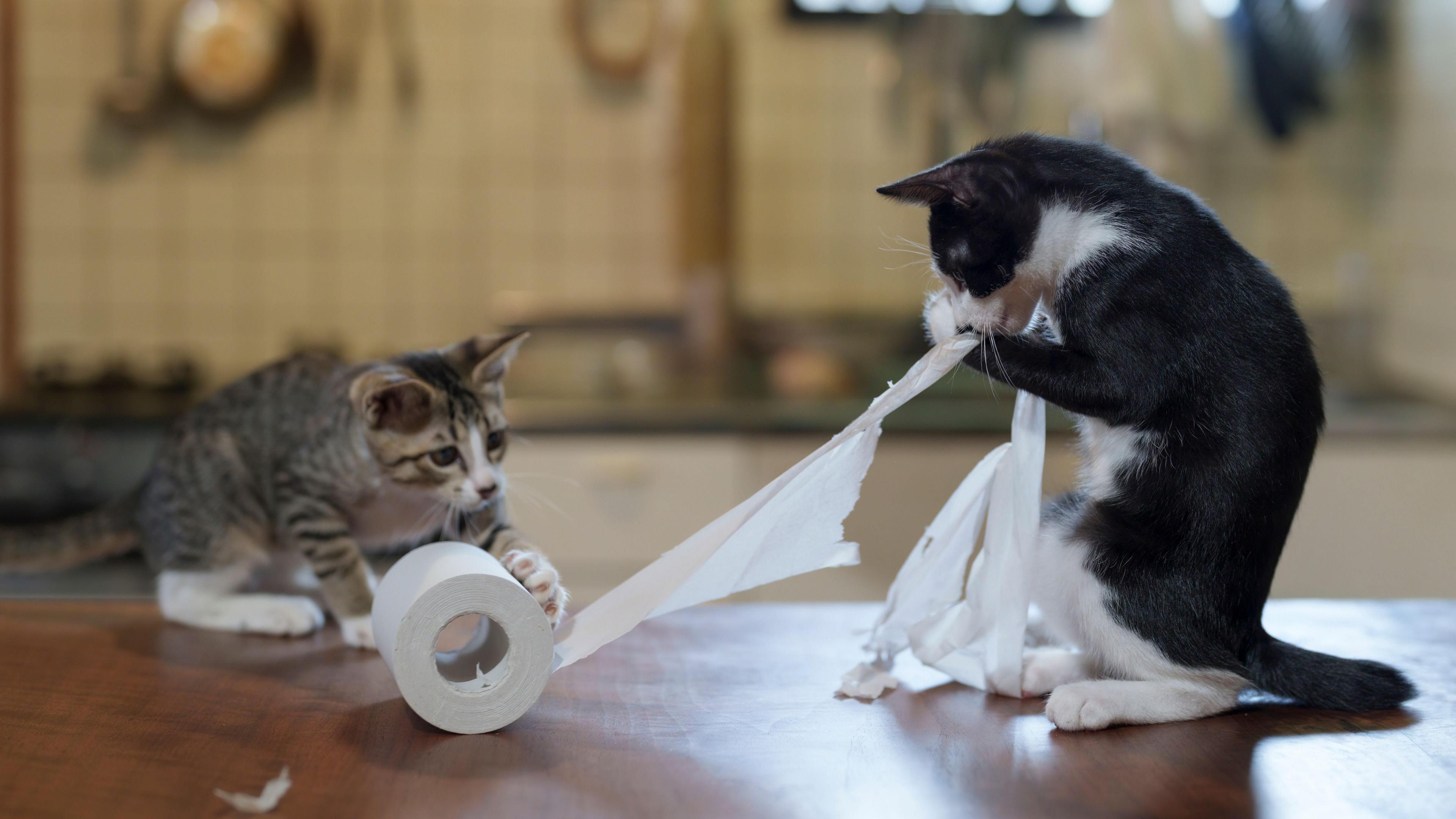 cats playing with toilet roll