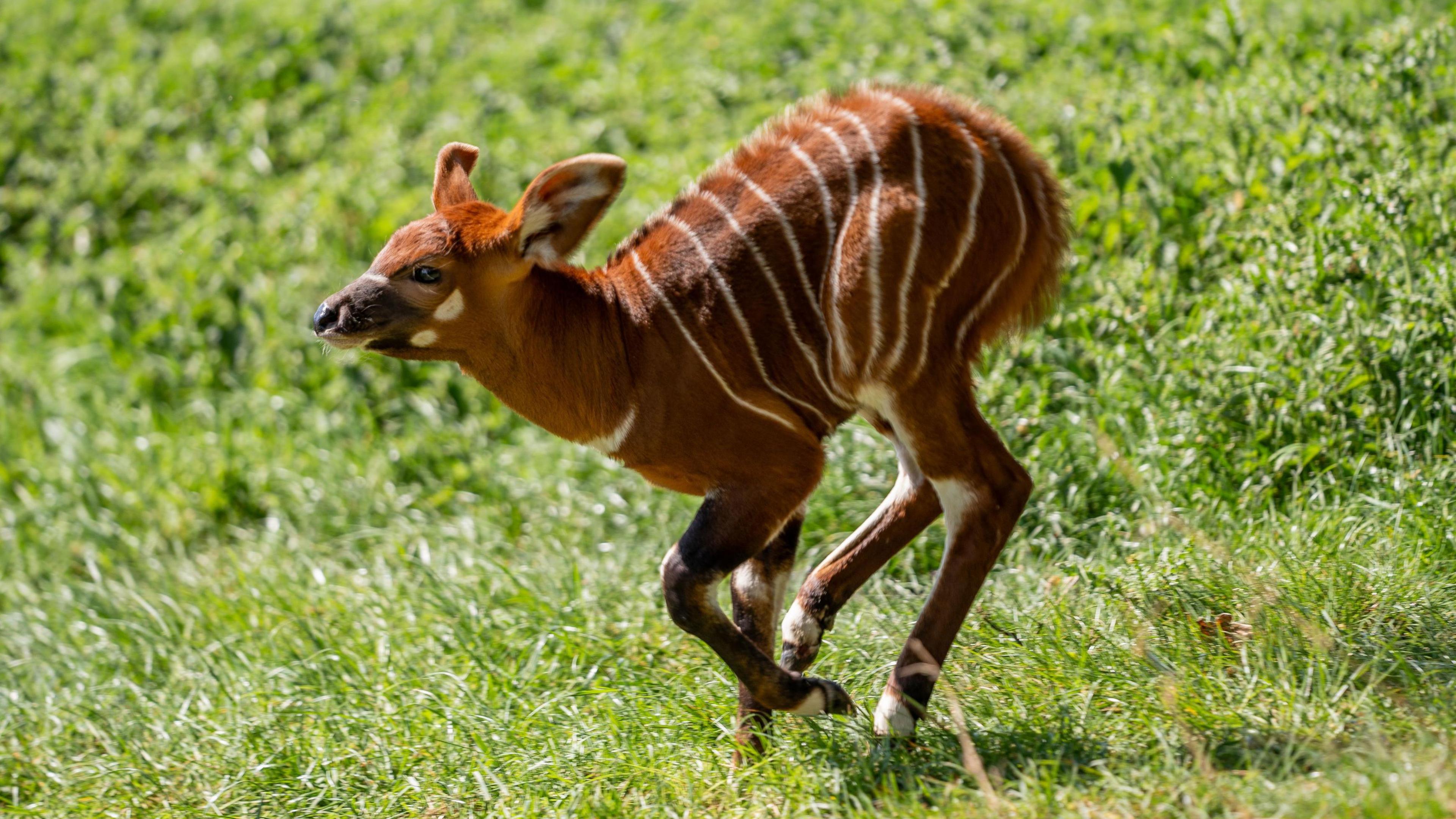 A critically endangered Eastern mountain bongo calf was born at Woburn safari park.