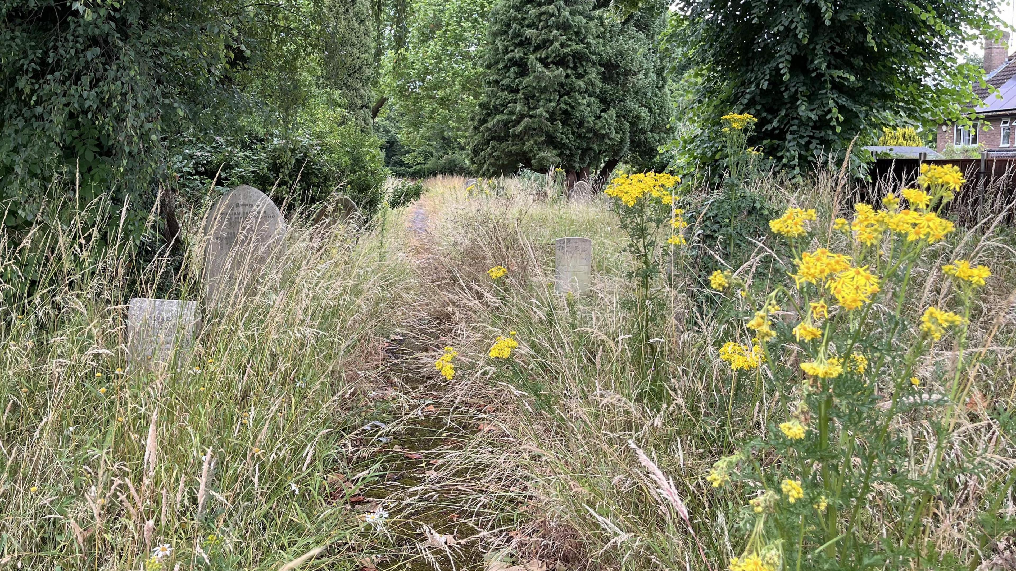 Long grass overgrowing the path and gravestones