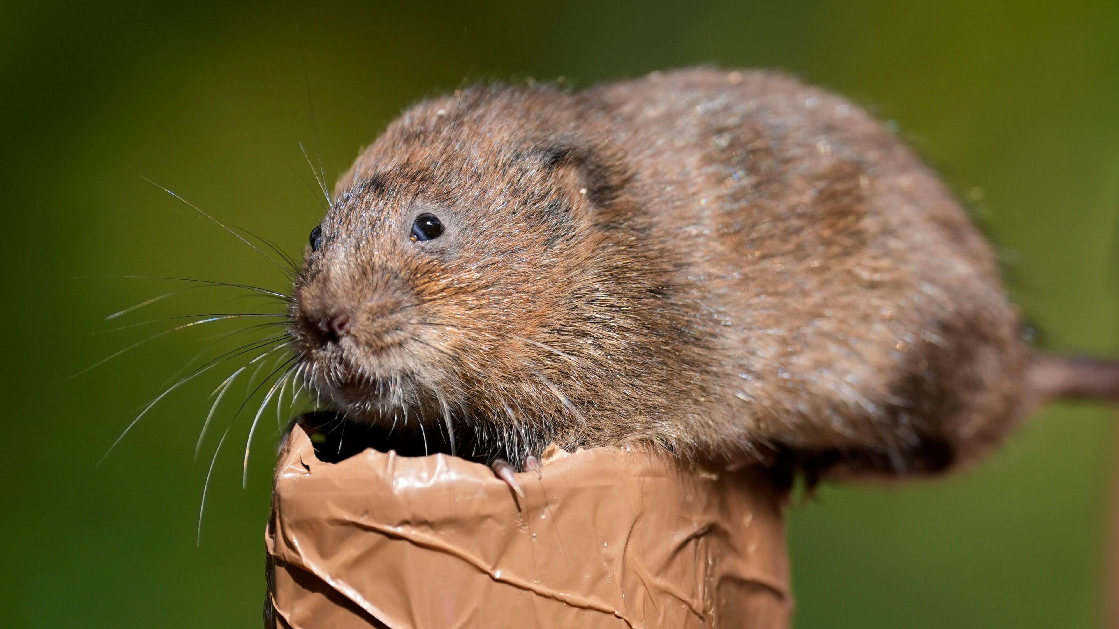 A brown furry water vole sits on a plastic tube. The vole has large whiskers and has typical rodent features.