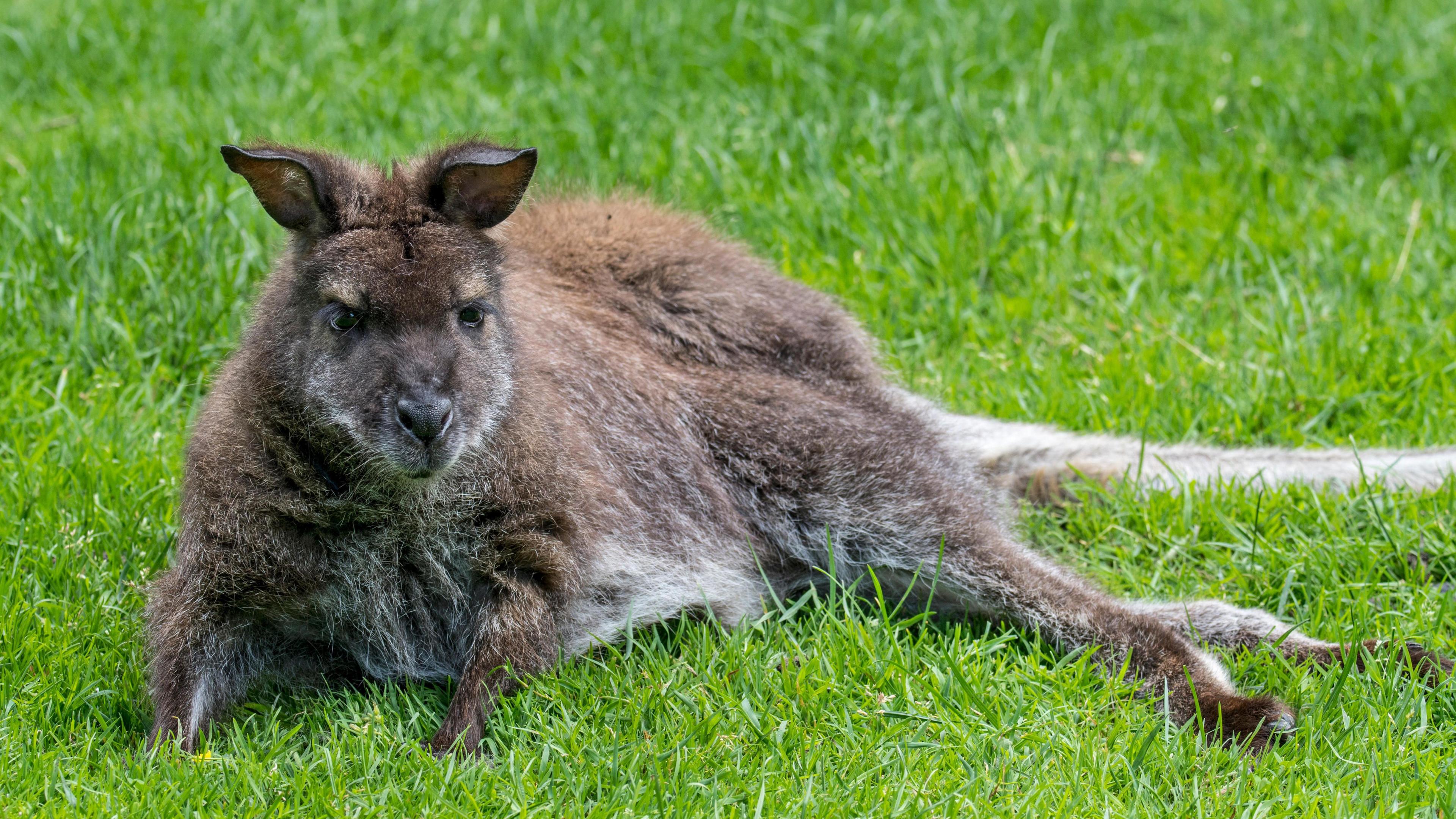 A wallaby lying on the grass. It has a fuzzy brown and white coat, small ears and a long tail.