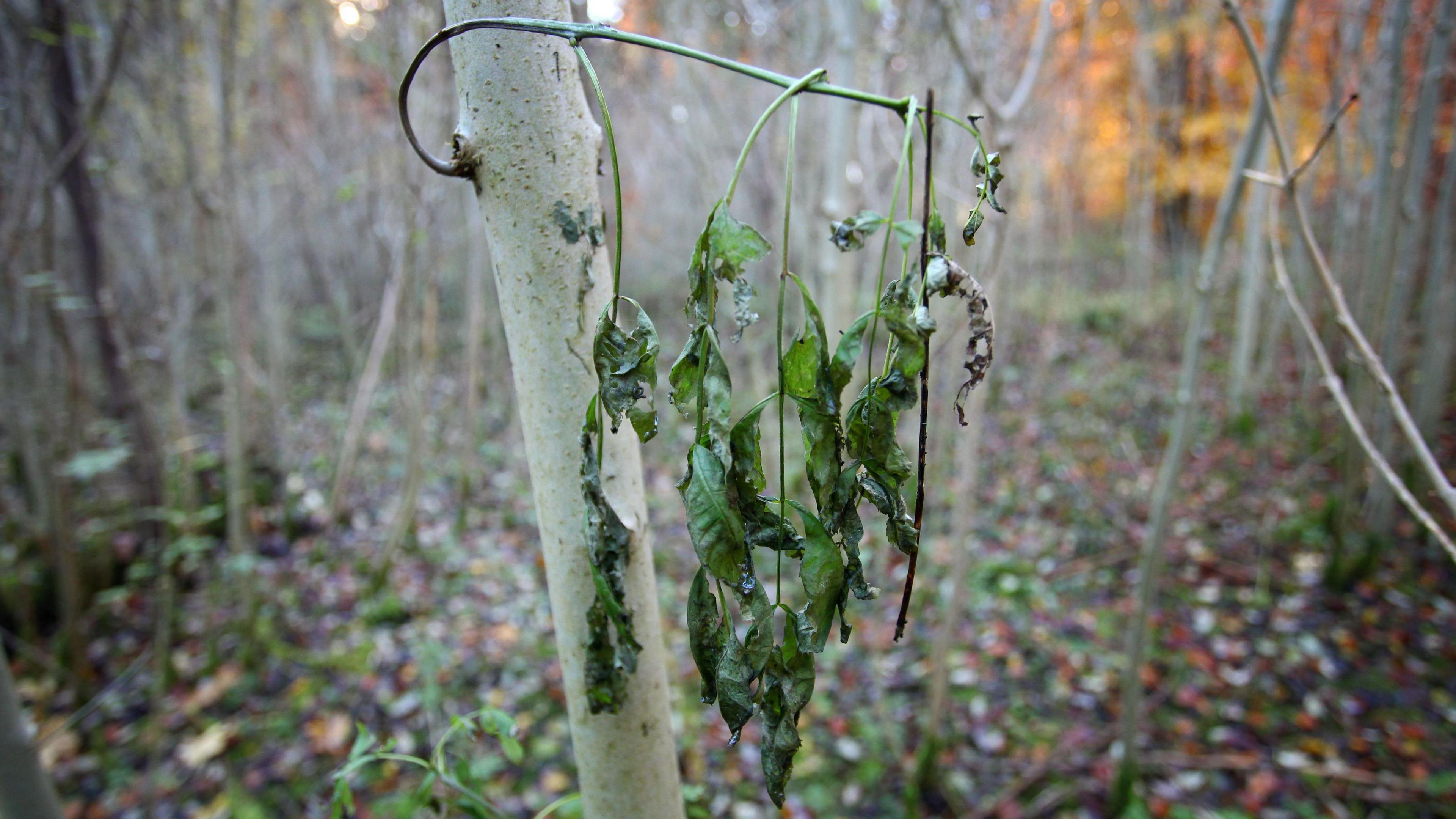 Five wilted green ash leaves