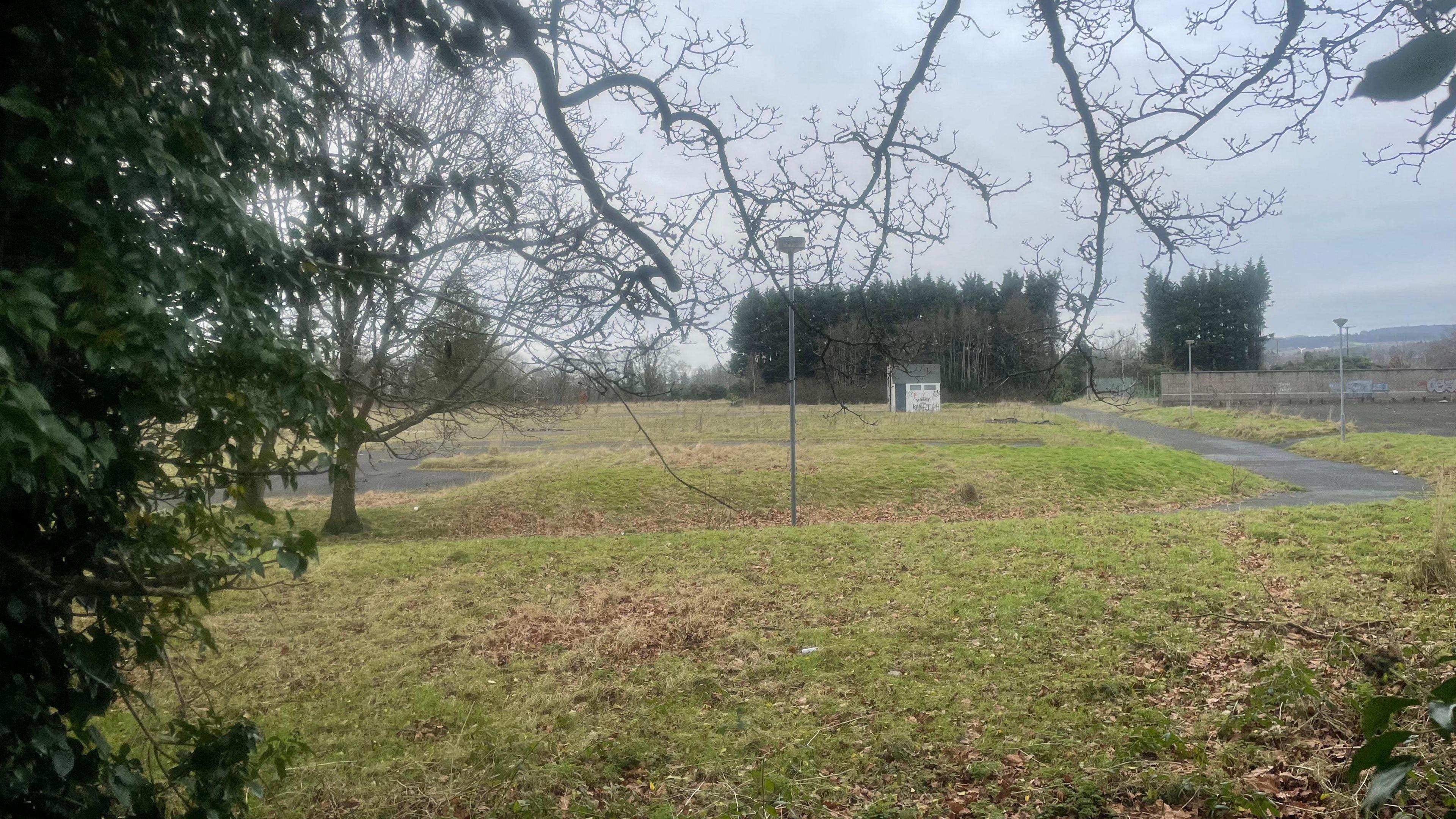 A plot of green grass. A black path runs through it. There a re 3 street lights dotted along it. To the left of the shot is a dark green tree. 