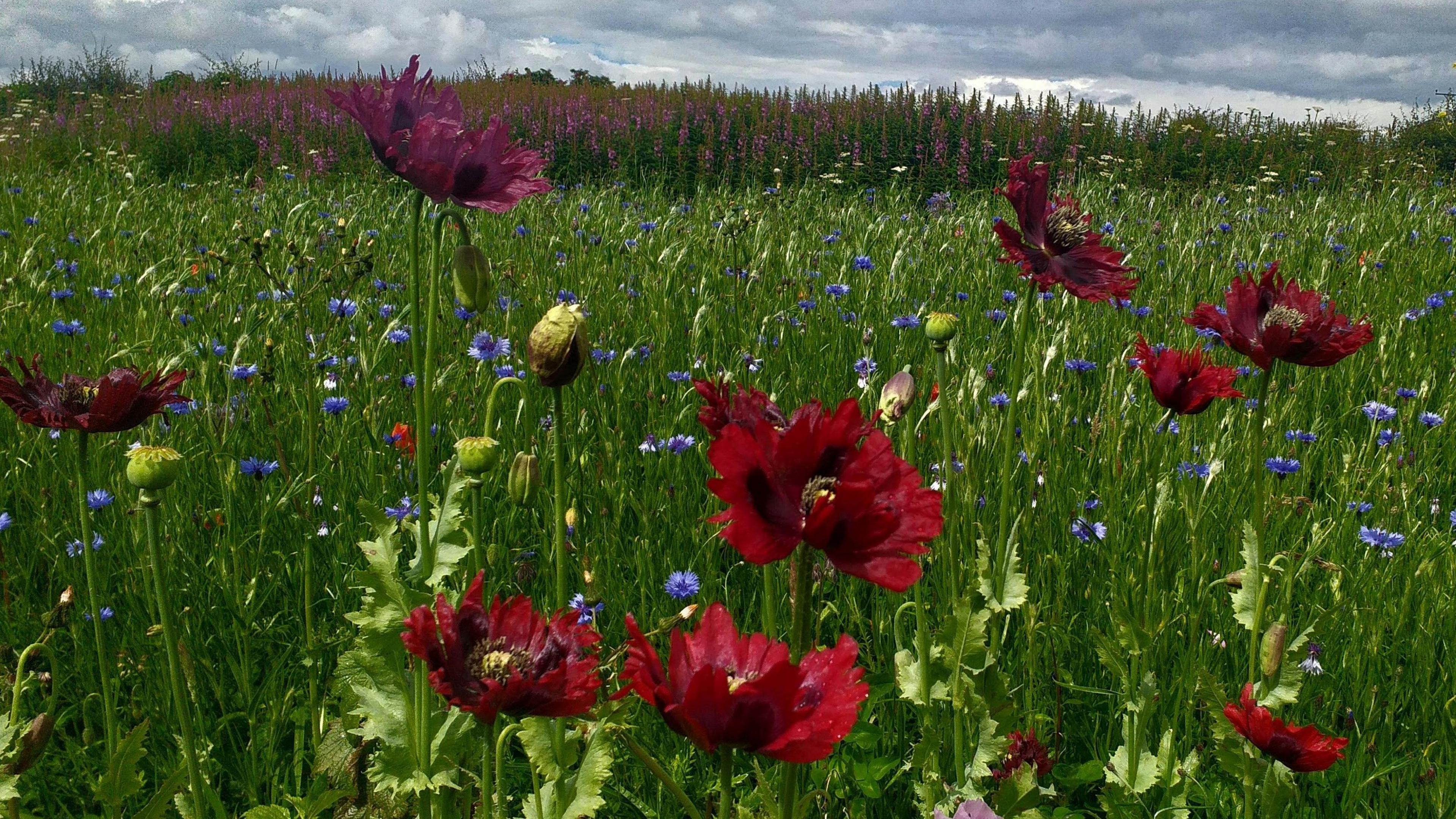 A shot of a wildflower meadow. The majority of the plants are green but several large dark red flowers are prominent. There are also flowers purple, pink, and light blue in colour. The sky in the background is grey and cloudy.
