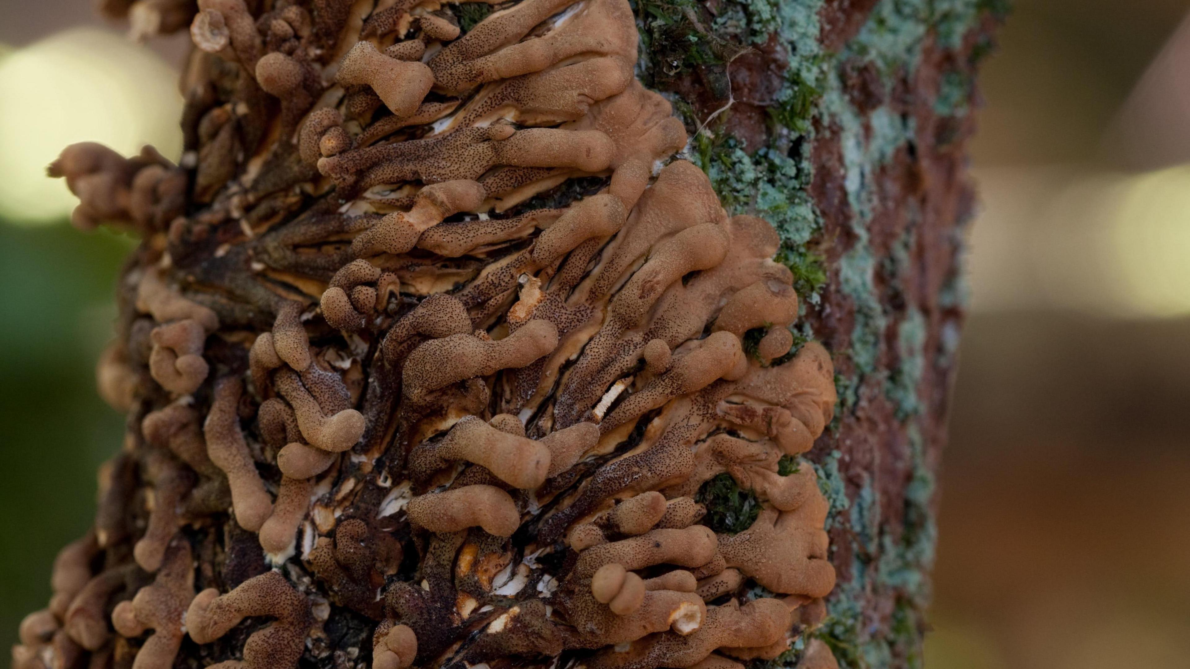 Hazel Gloves - a type of fungus - growing on a tree branch.