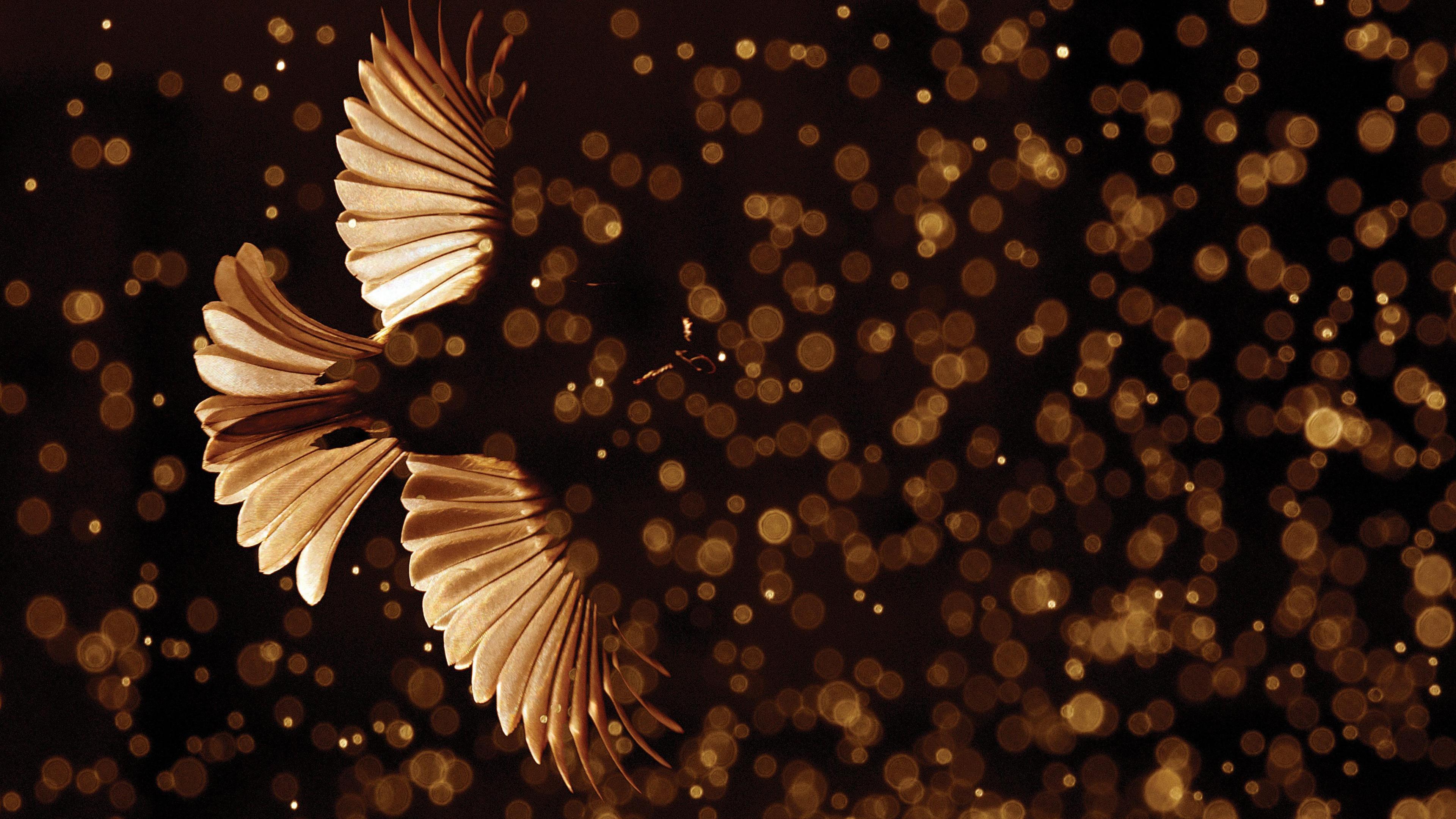 A great tit is shown with light showing through its wings in stark contrast to the shade behind it. Water droplets can also be seen which, the photographer, said were from his garden sprinkler.