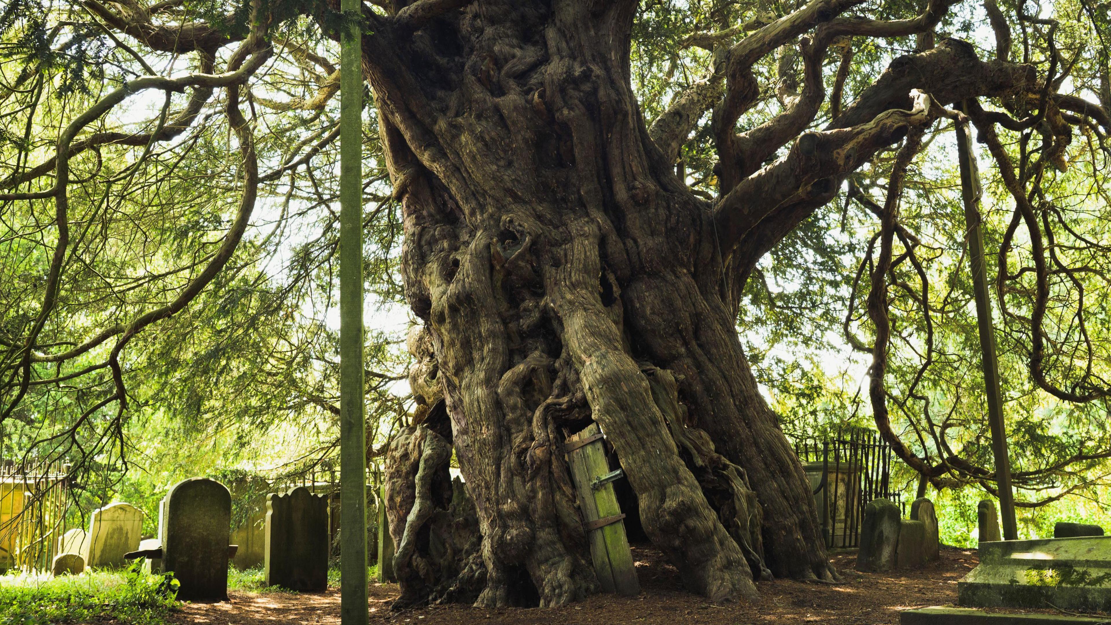 A large tree with a wooden door in its trunk.