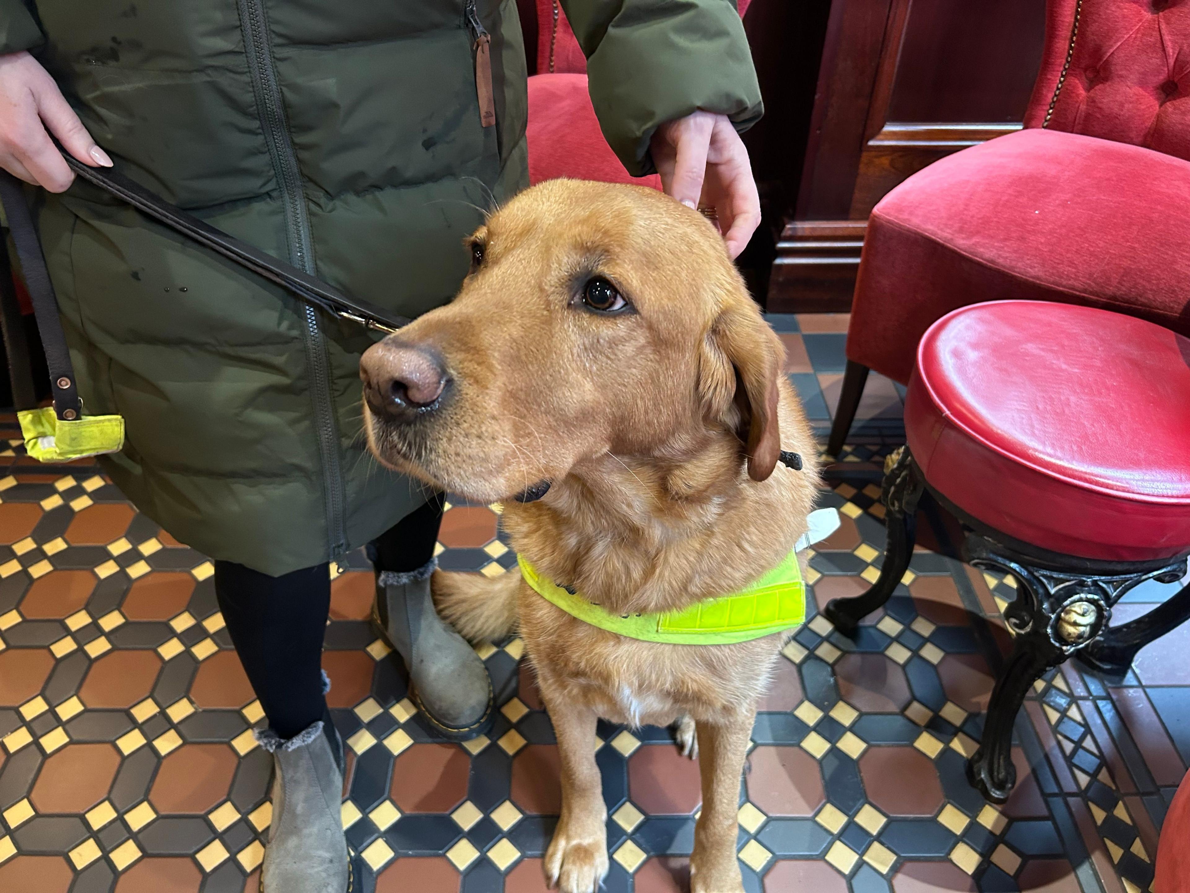 Shot of dawn from waist down in green jacket, black leggings and brown boots, holding a golden Labrador with a lead and neon vest around him, they are stood on a patterned tiled floor with red velvet seats in background