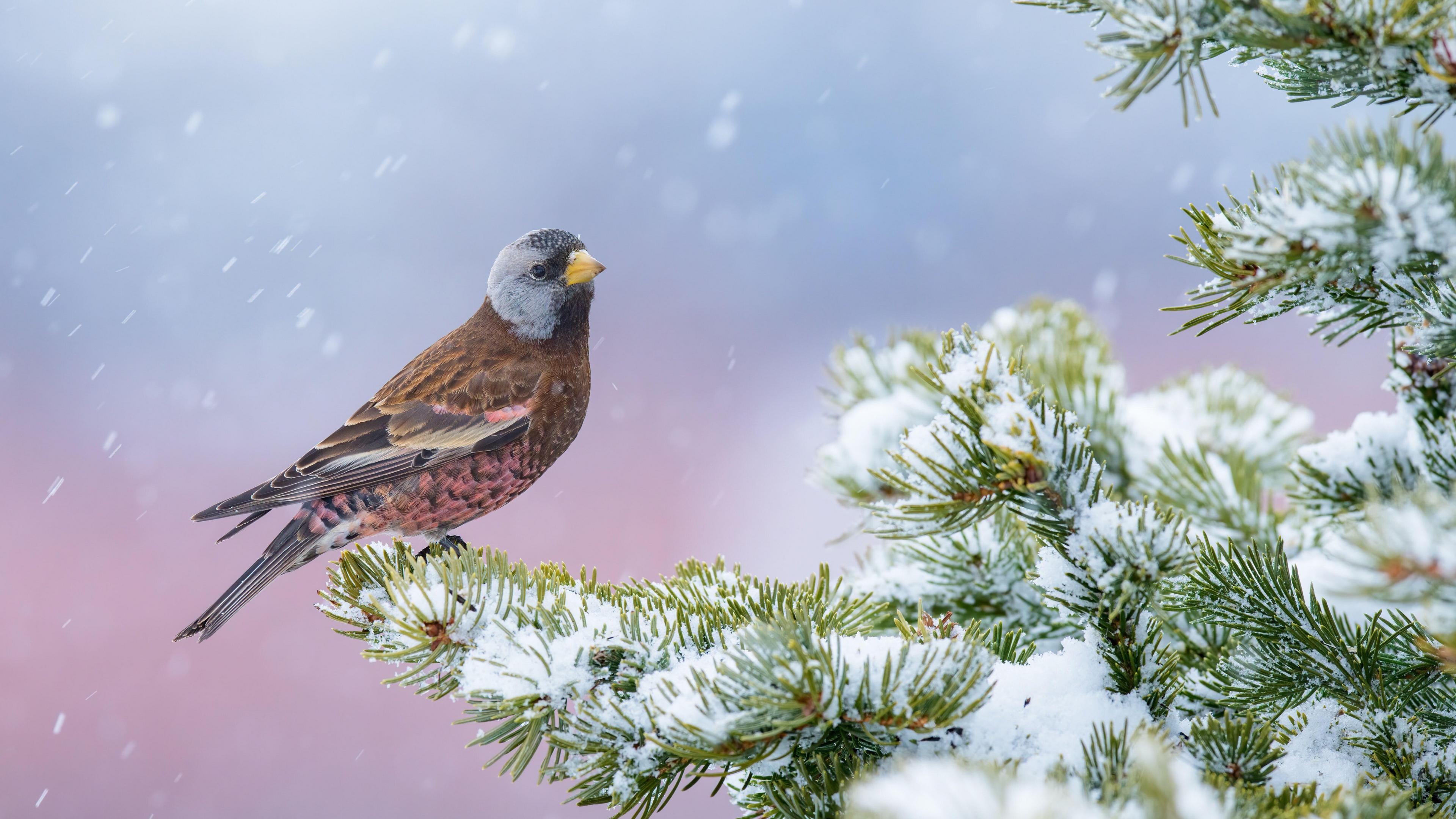 A Grey-crowned Rosy-finch stood on the end of a snowy branch of a fir tree. It is also snowing.