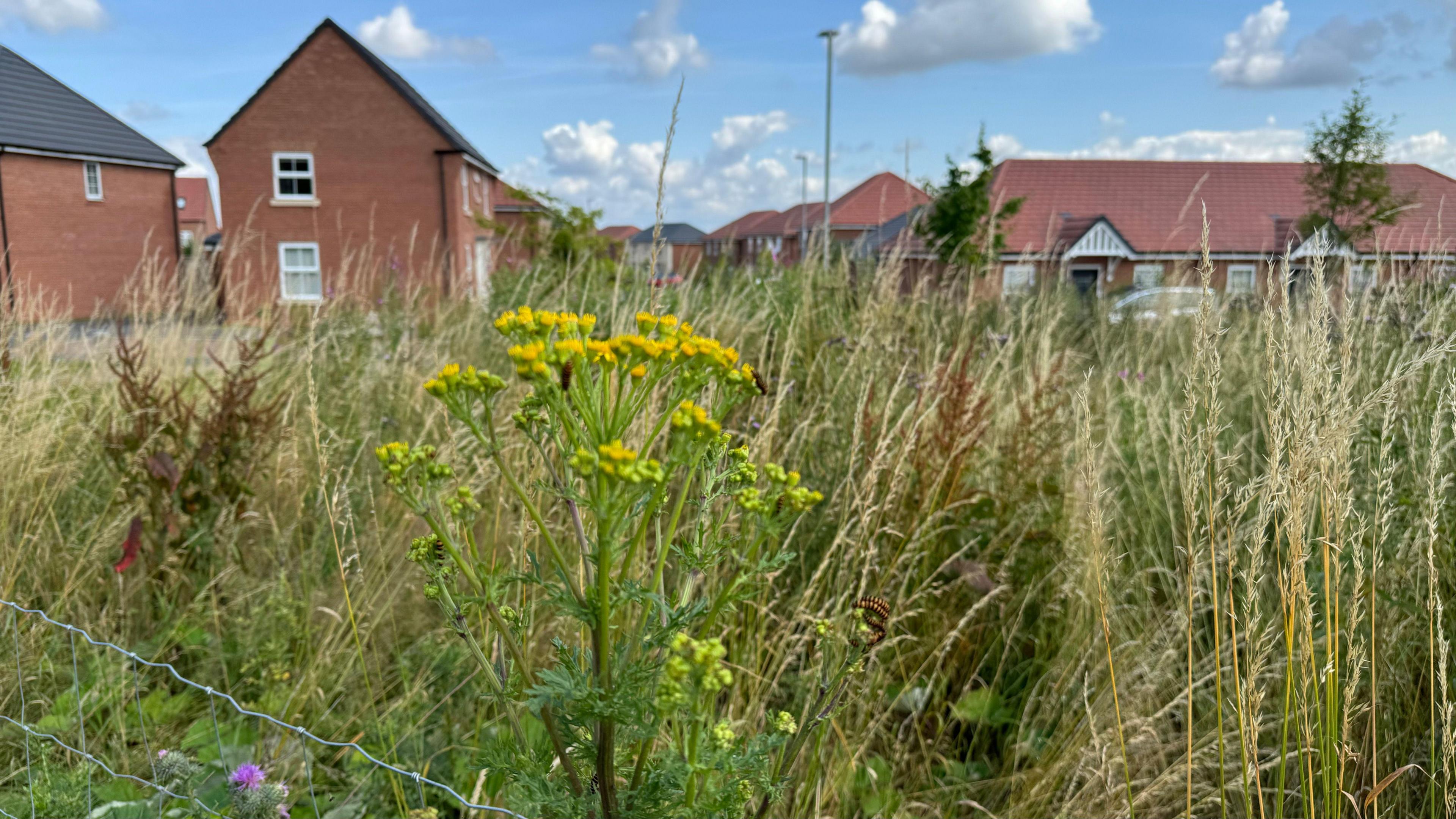 Grassland with new housing