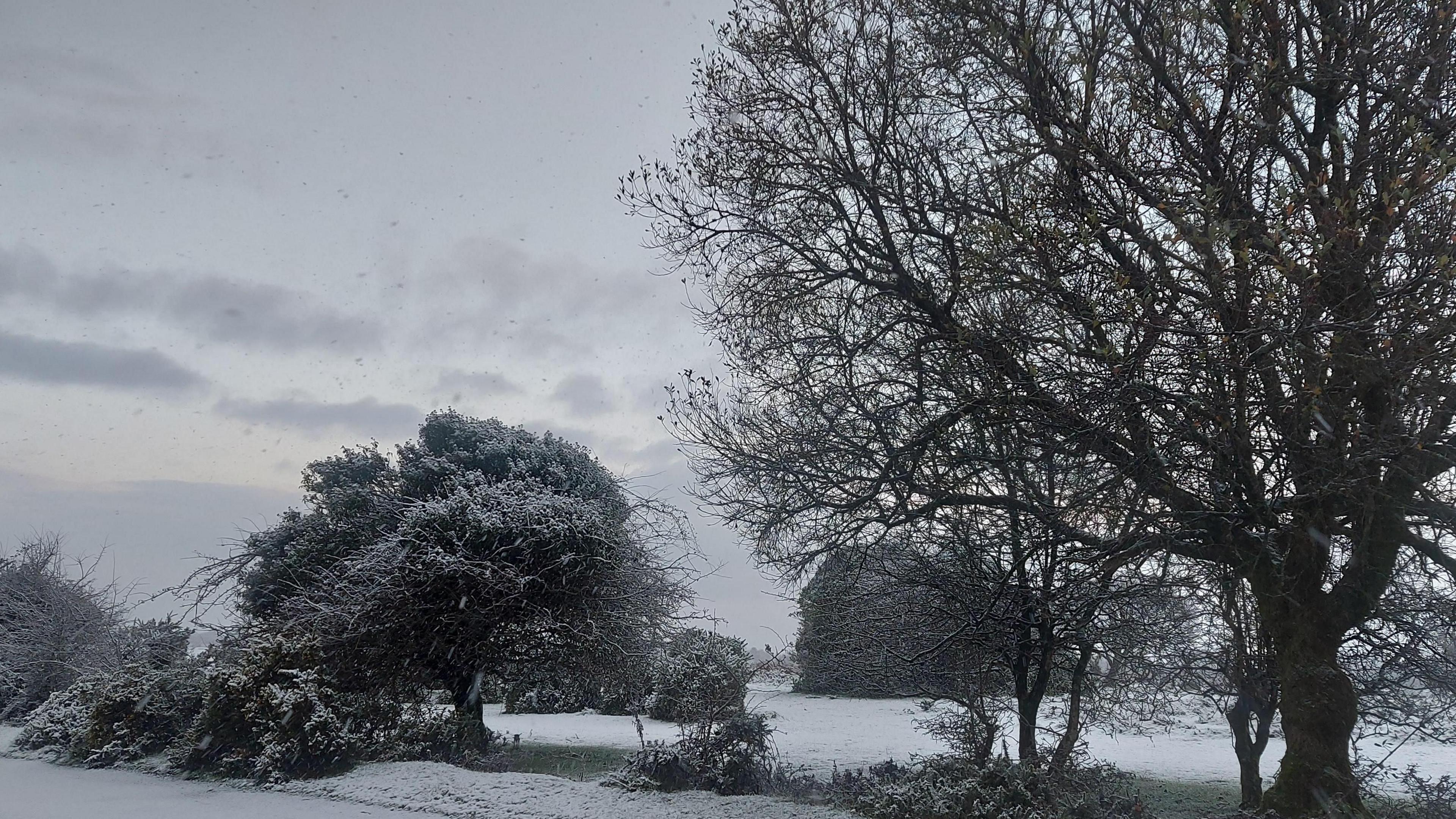 A snowy woodland scene. Trees and the ground is coverd in white  snow. Snow flakes are falling from the sky.
