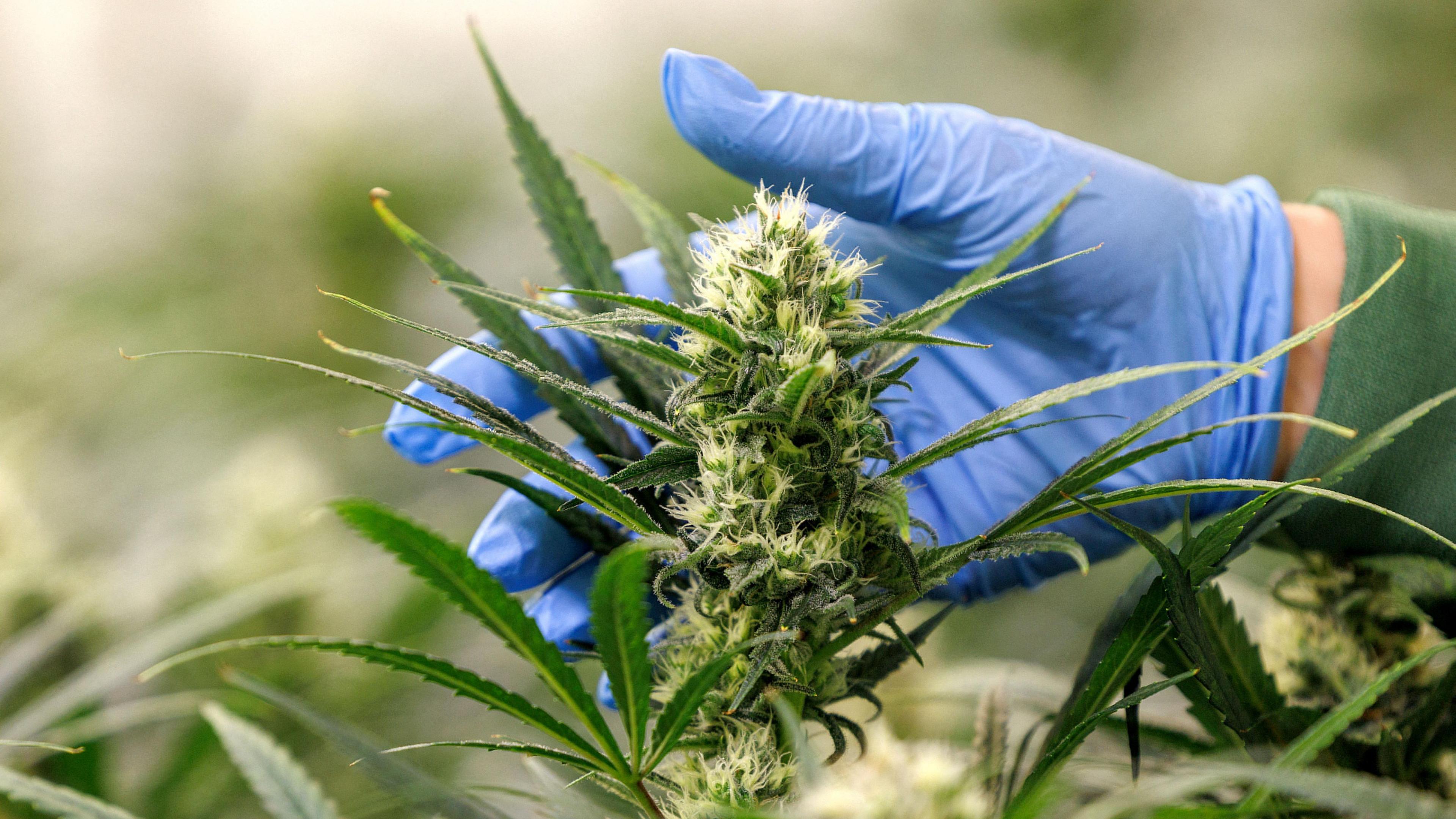 Close-up of a cannabis plant bud being handled by a person wearing blue gloves, with slender leaves surrounding the dense flower. The background is blurred, showing more cannabis plants.