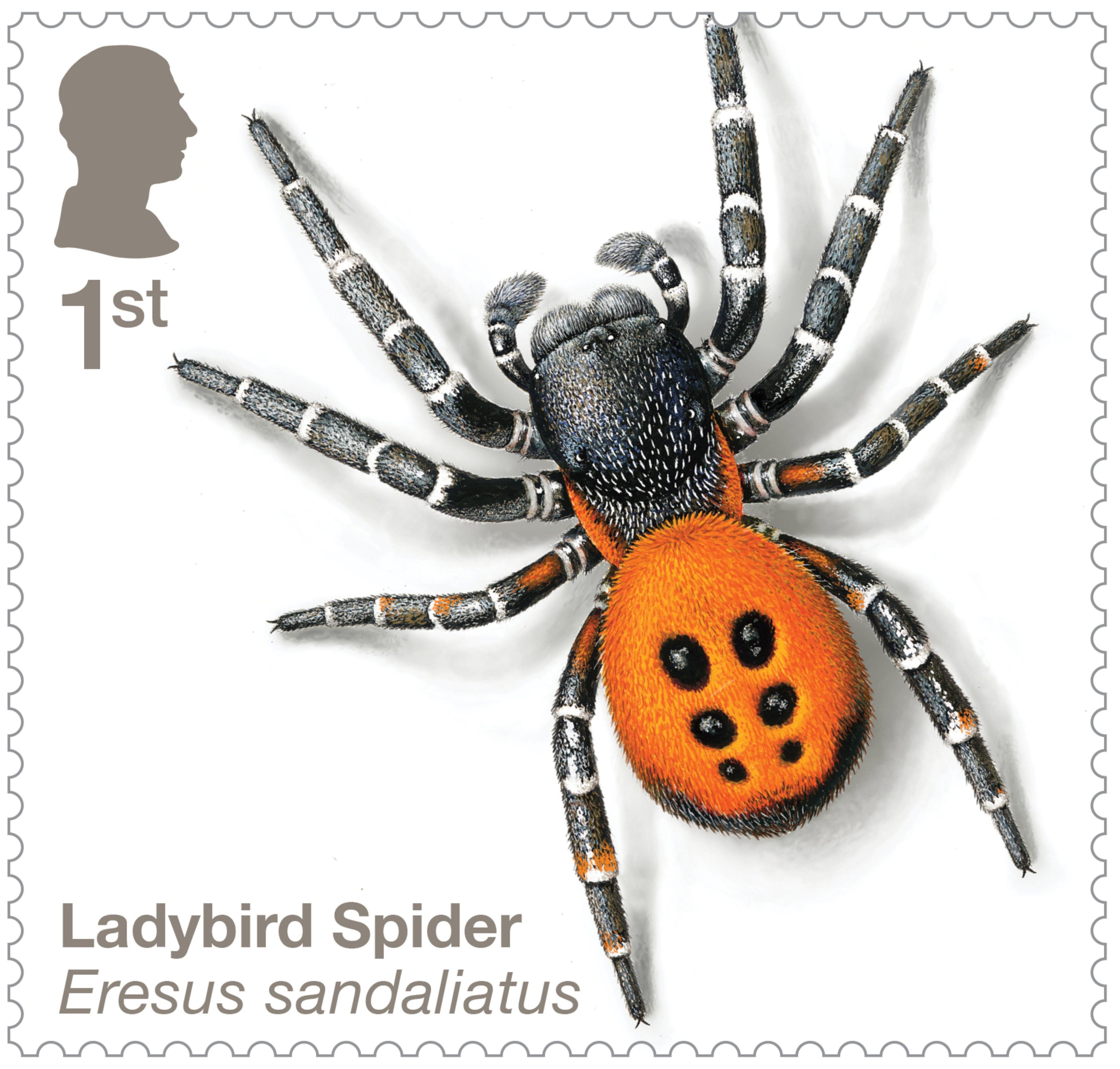 Stamp of the Ladybird Spider