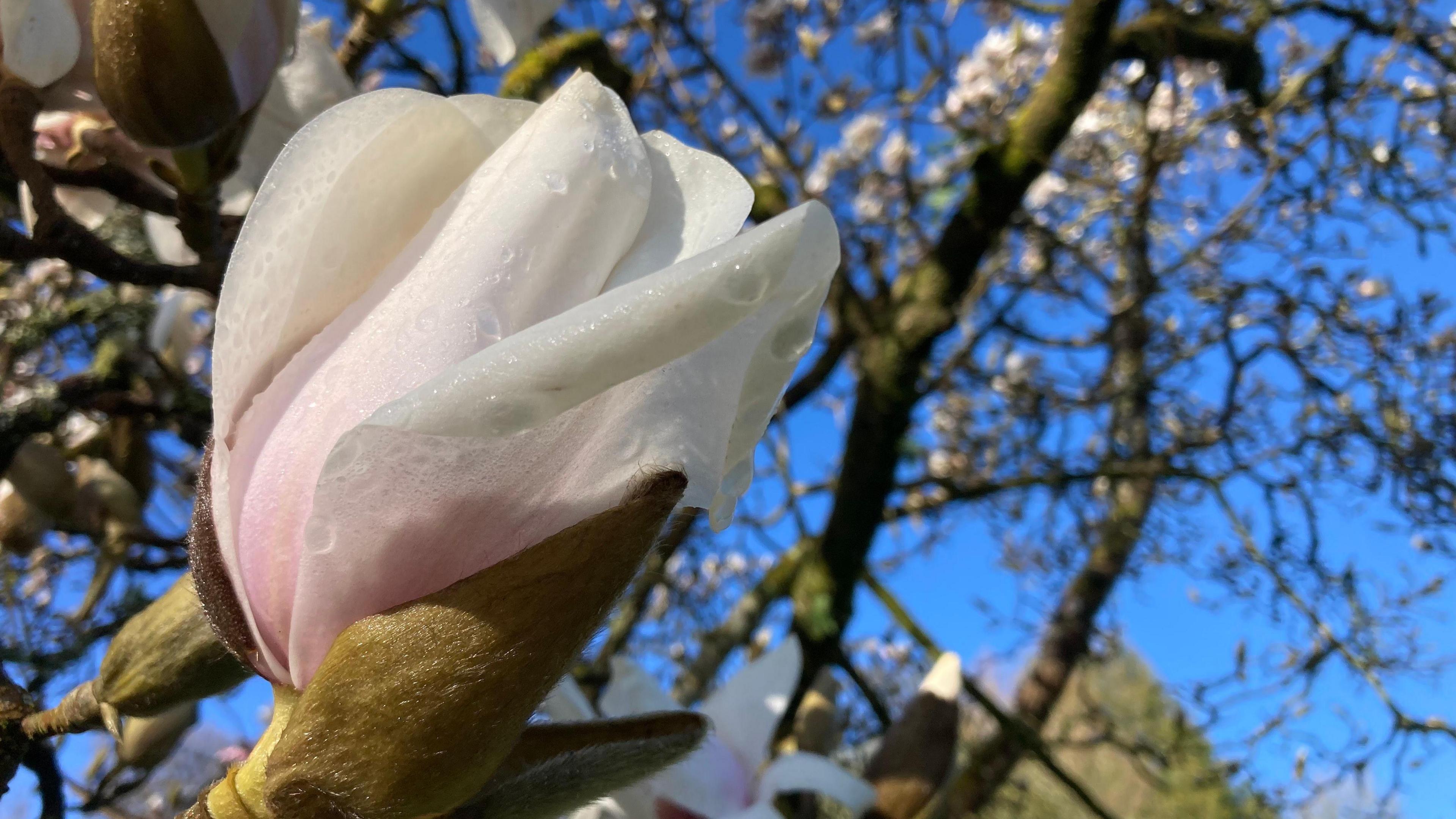 A close-up of a pink magnolia blossom in front of a blue sky.