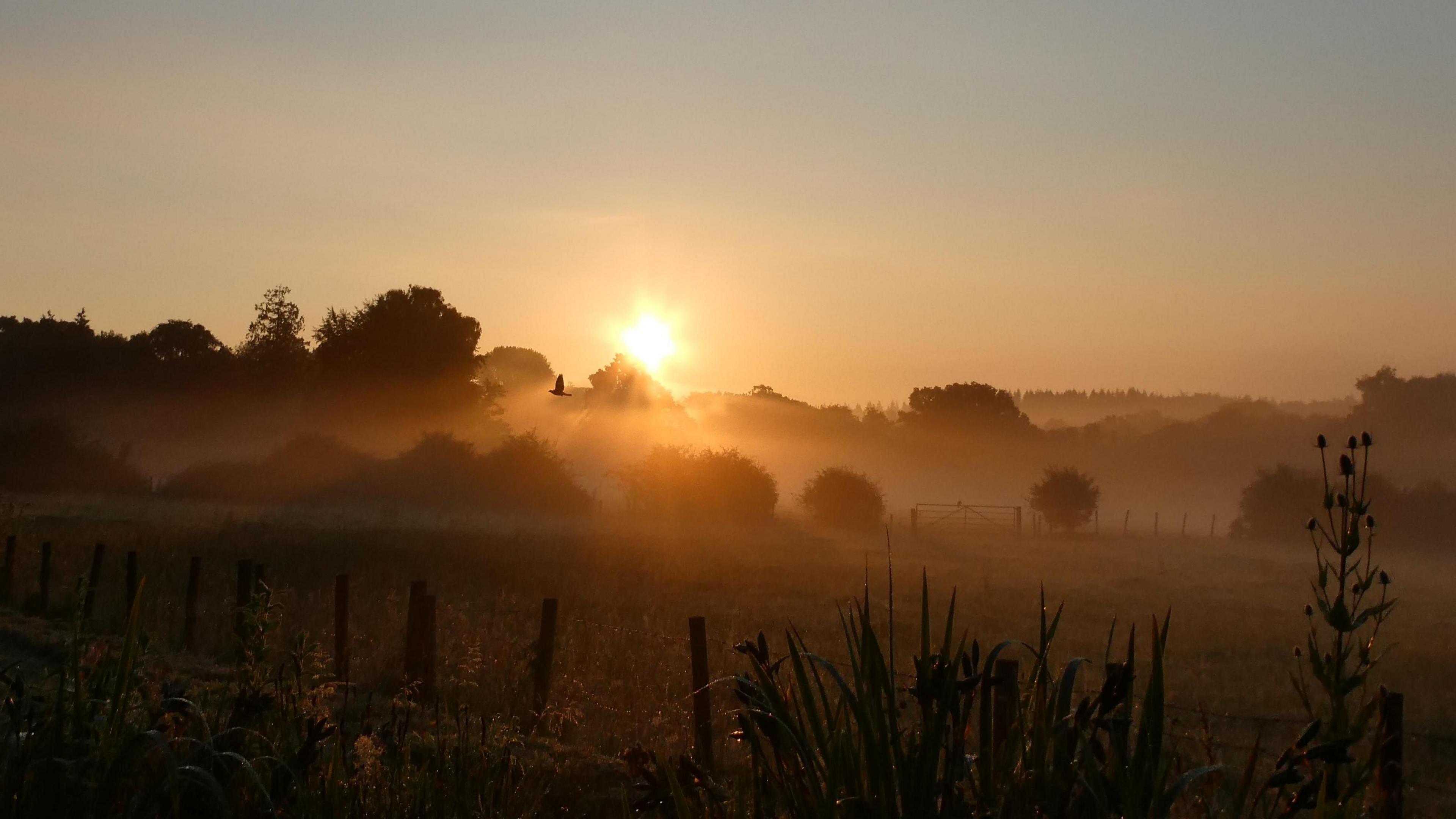 A misty morning as the sun rises above the tree line casting golden-yellow light over a field just illuminating a fence line in the foreground. A bird in flight can be seen in the middle of the picture flying from right-to-left